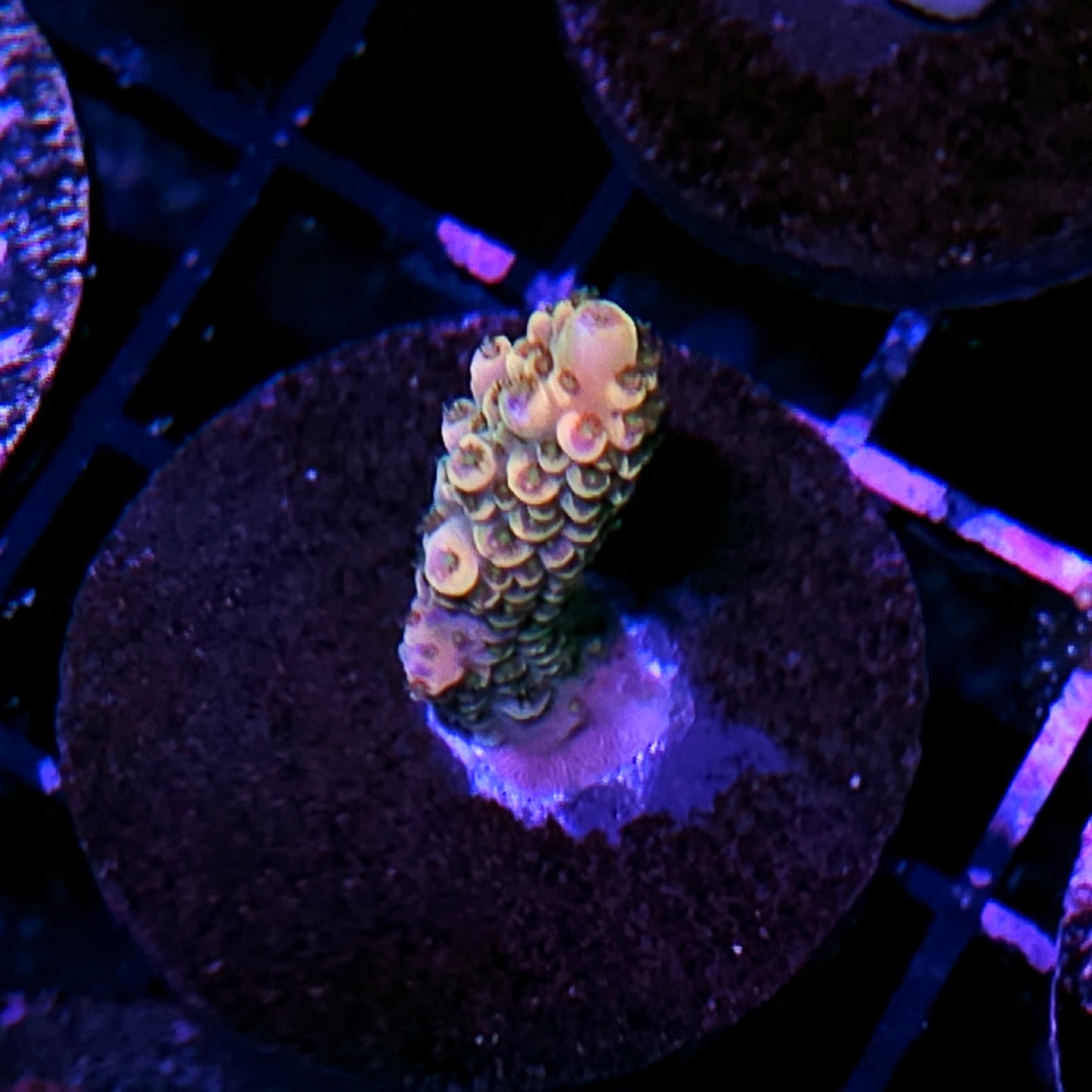 Peach Rainbow Acropora