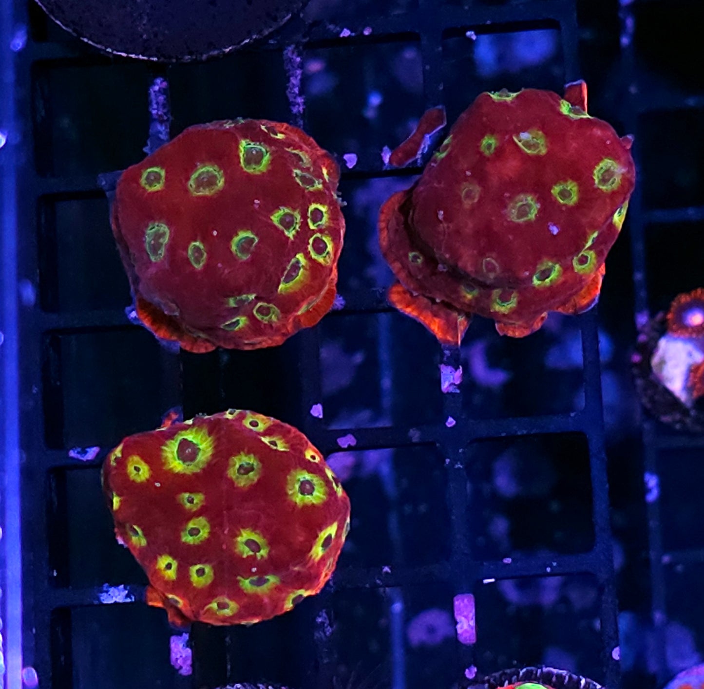 Chilli Pepper 🌶 Favites NOT WYSIWYG OUR PICK