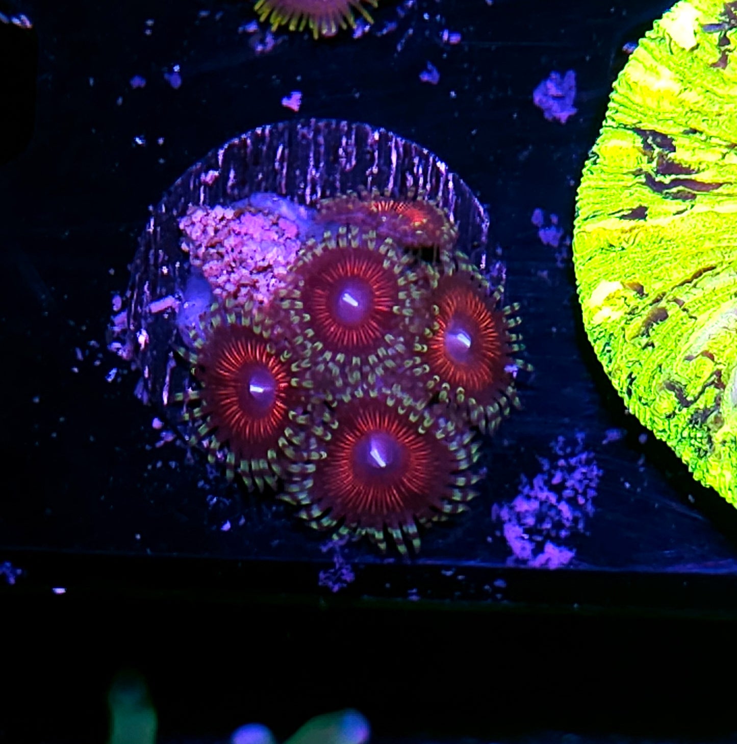 Red Armor Zoas