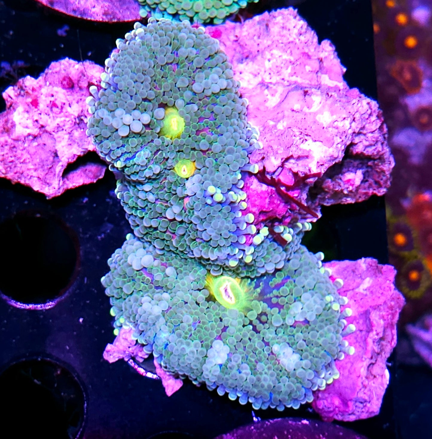 CS Deepwater Ricordea