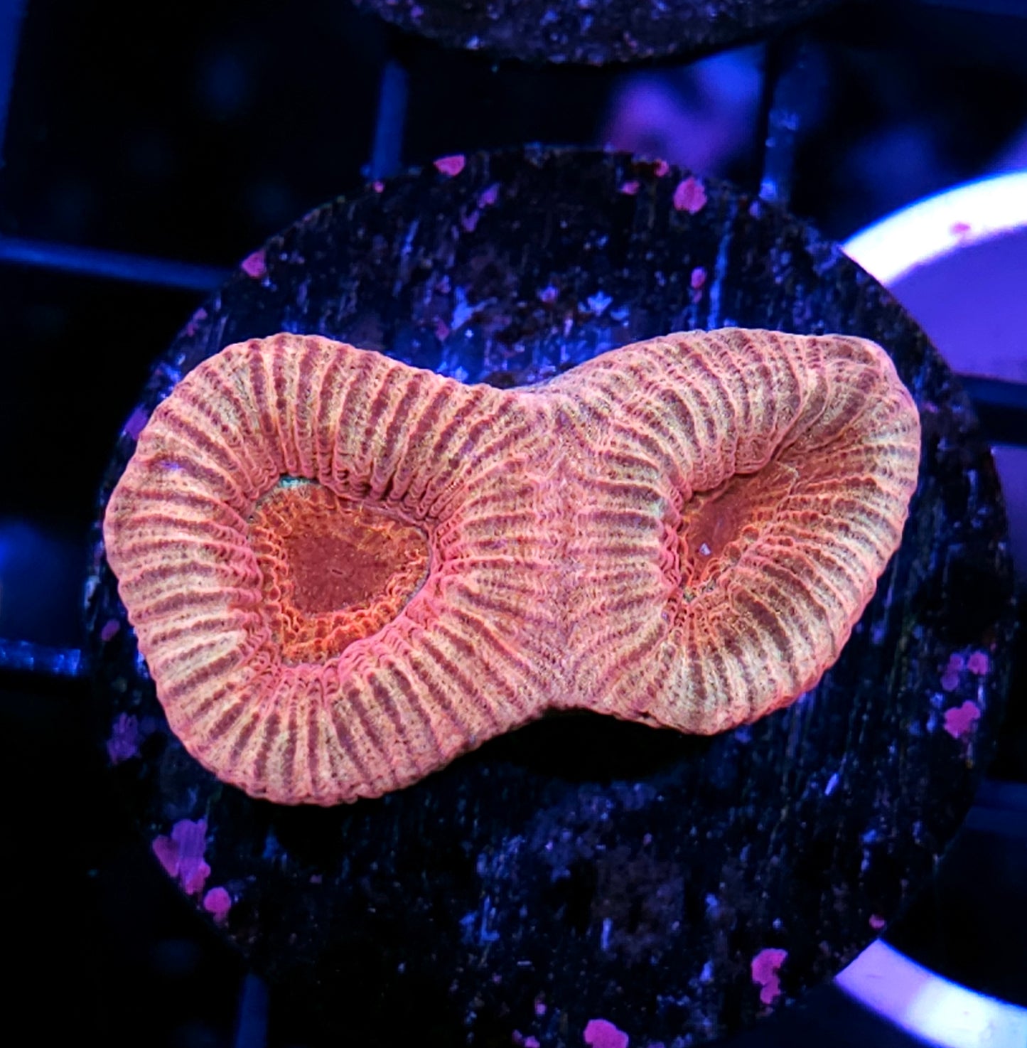 Princess Peaches Barabattoia