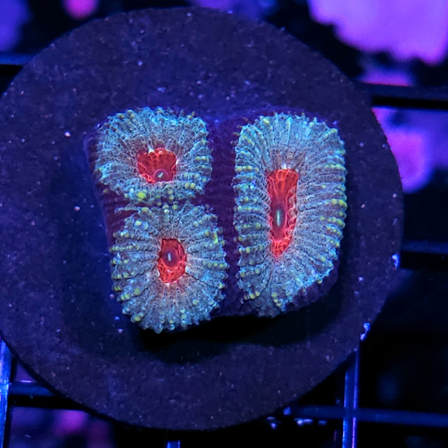 Living Dead Girl Favia