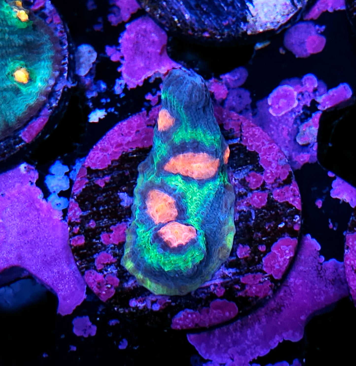 Vitos Rampage Chalice