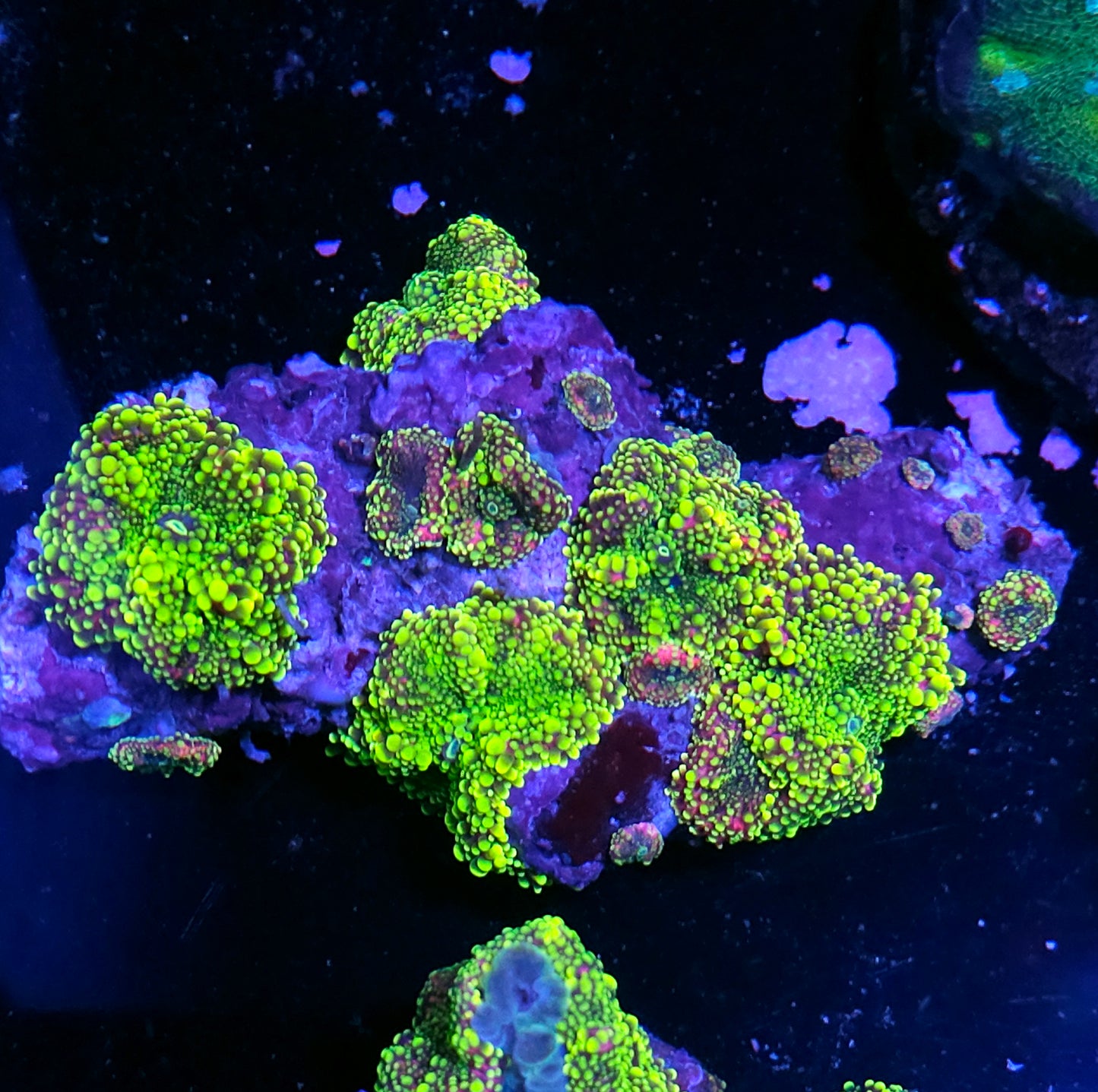 Holy Shit Holy Grail Yuma Colony