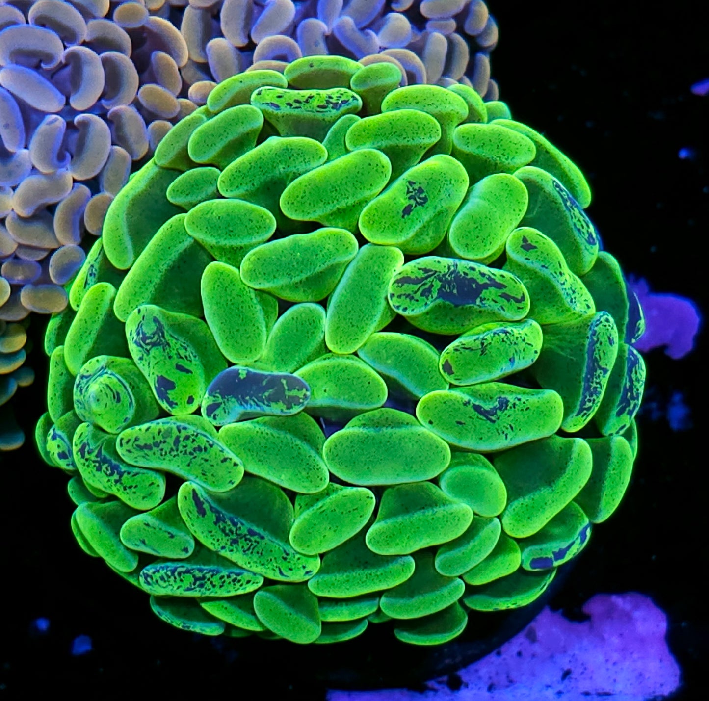 Chartreuse Static Branching Hammer