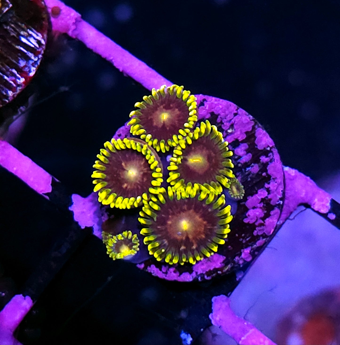 Mister Sinister Zoas