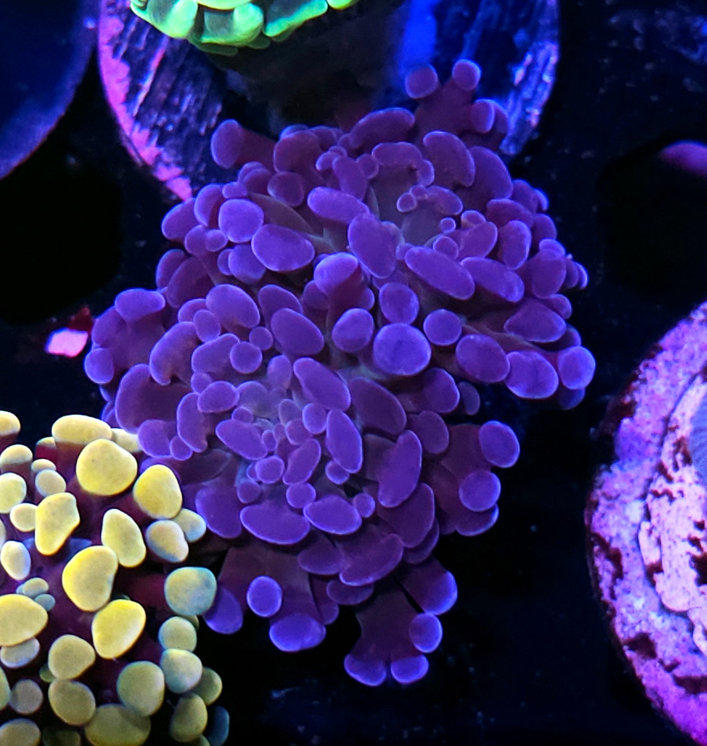 2 Head Grape Ape Branching Hammer