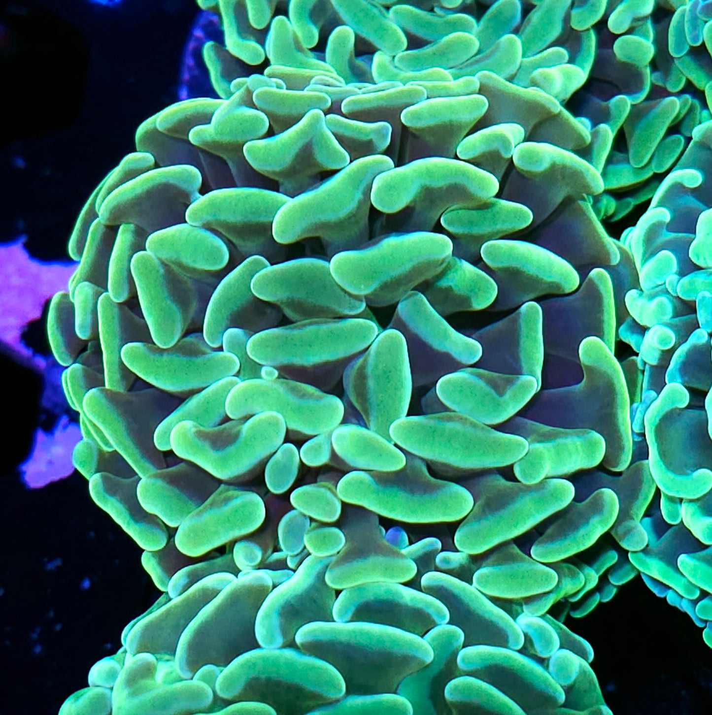 Fat Head Mint Green Branching Hammer