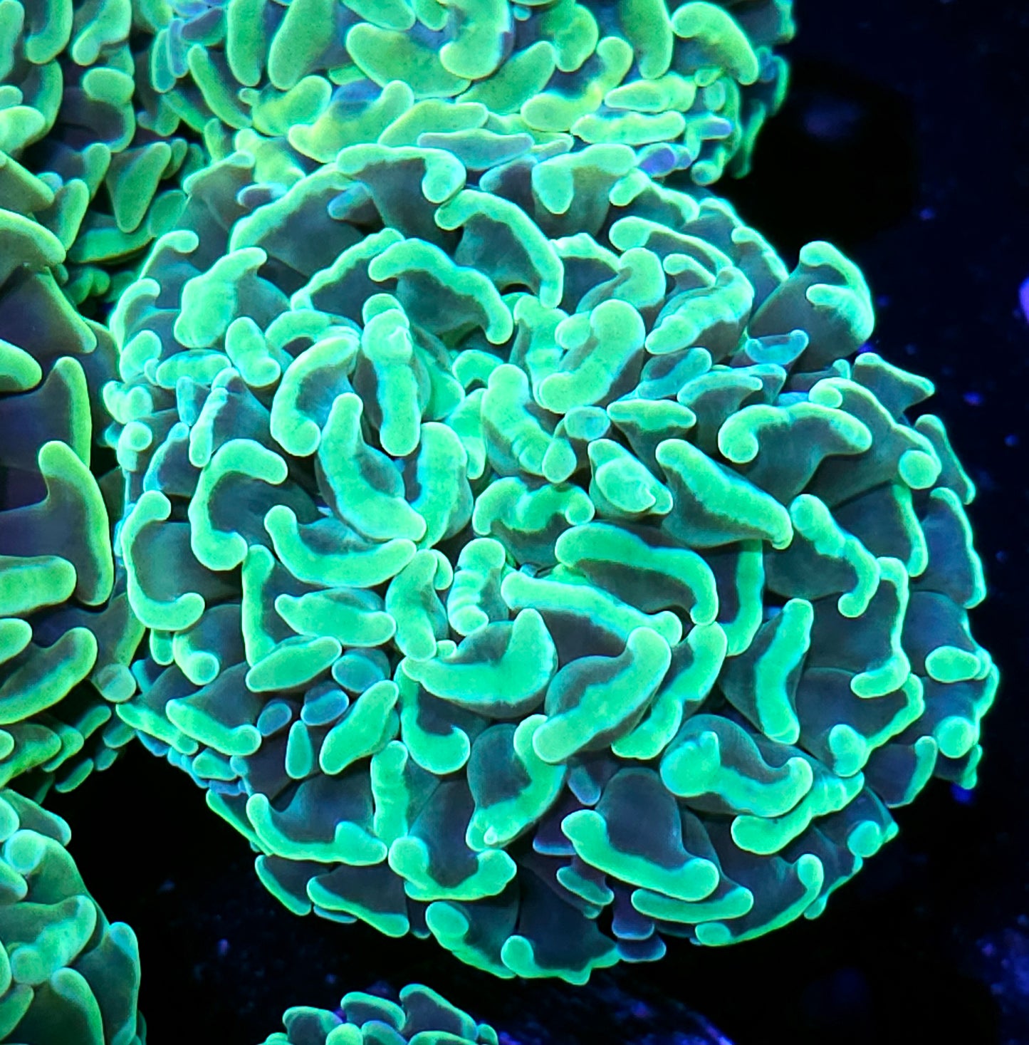 Big Fat Plutonium Branching Hammer