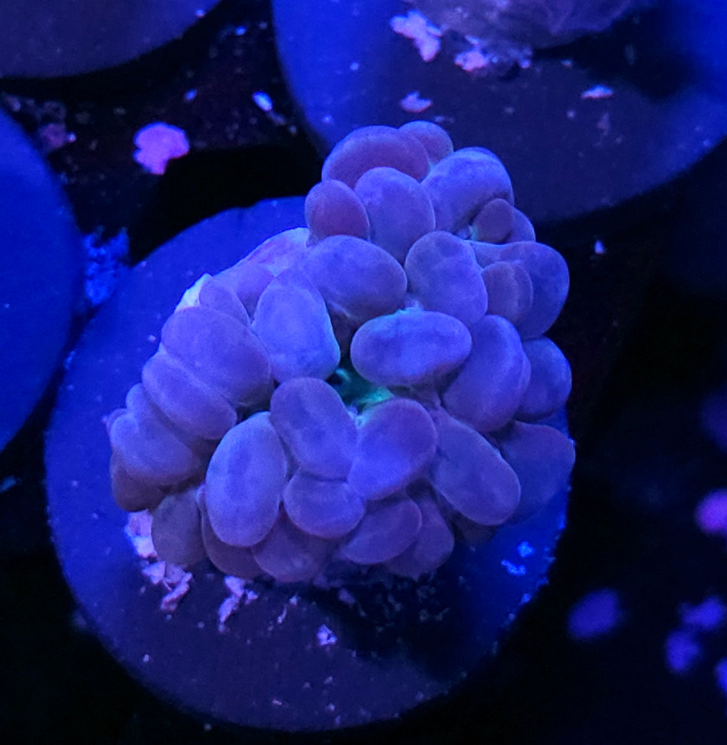 Aurora Blue Branching Bubble Coral