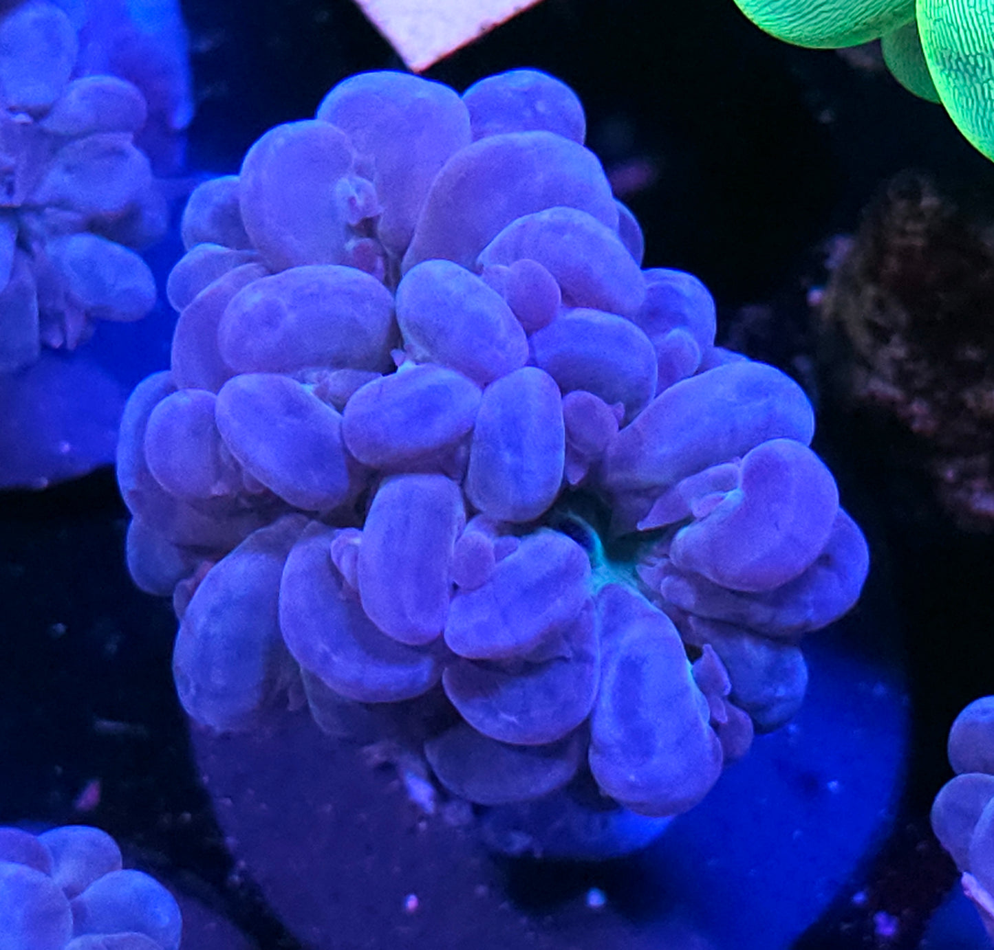 Aurora Blue Branching Bubble Coral