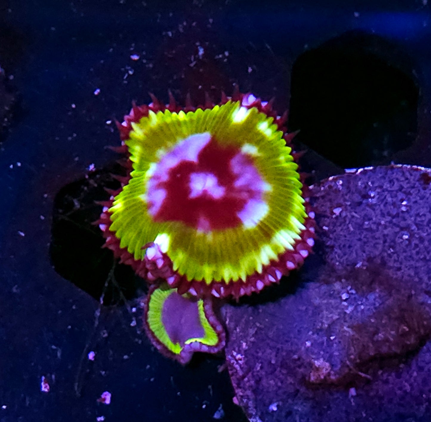 Green Grandis Palys ALMOST EXTINCT IN THE WILD