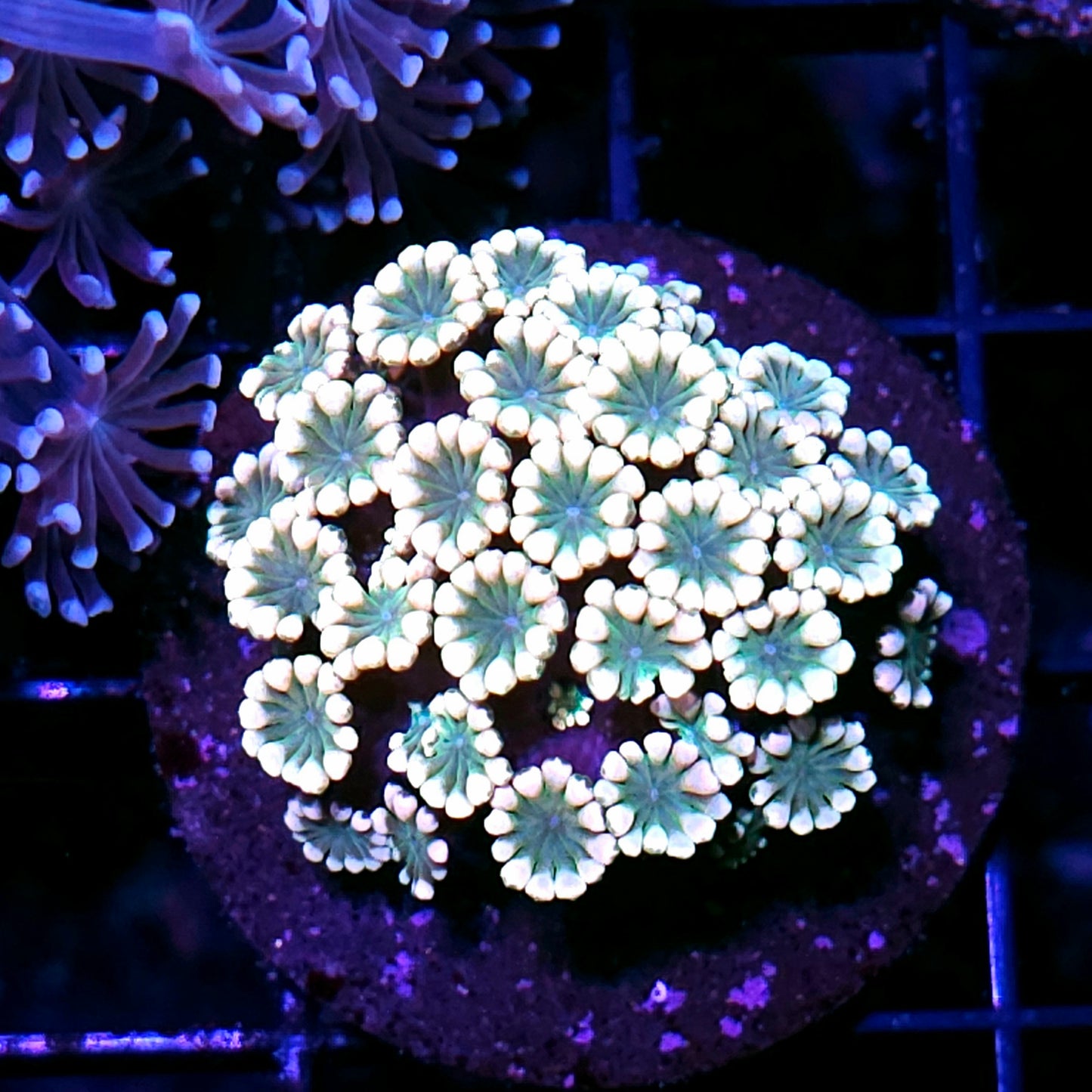 Mermaids Tail Alveopora