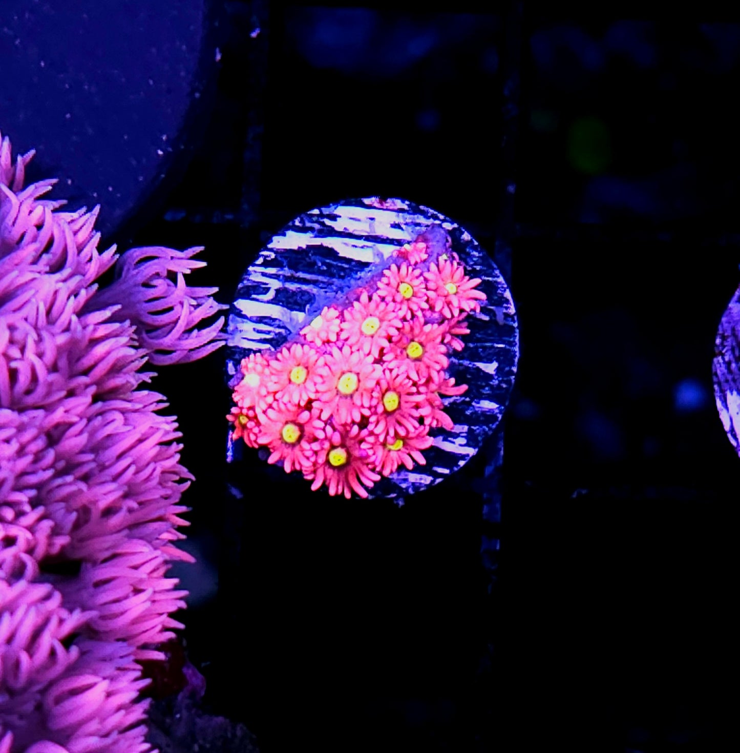 Strawberry Lemonade Goniopora