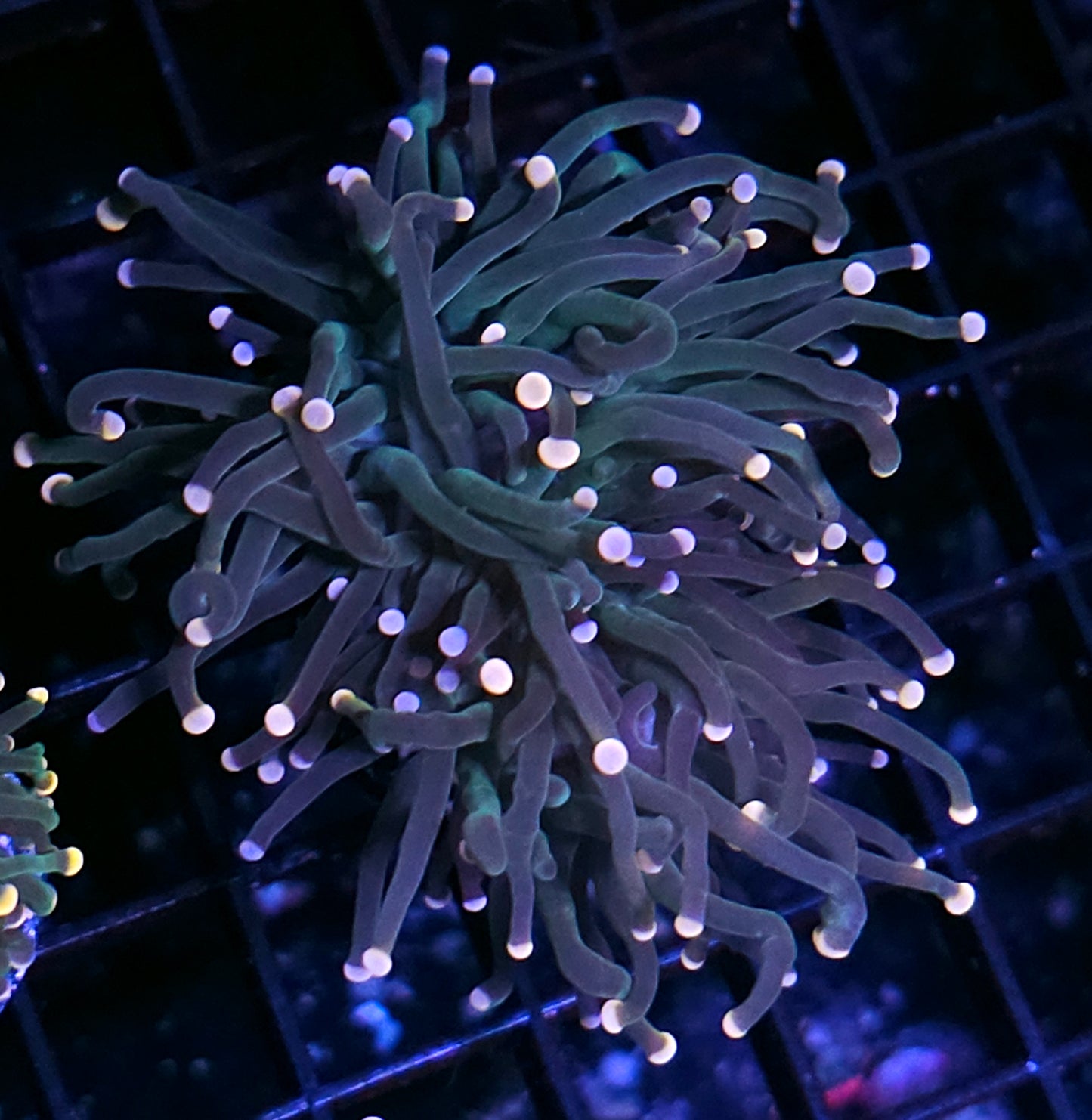 Taipei Rainbow Torch