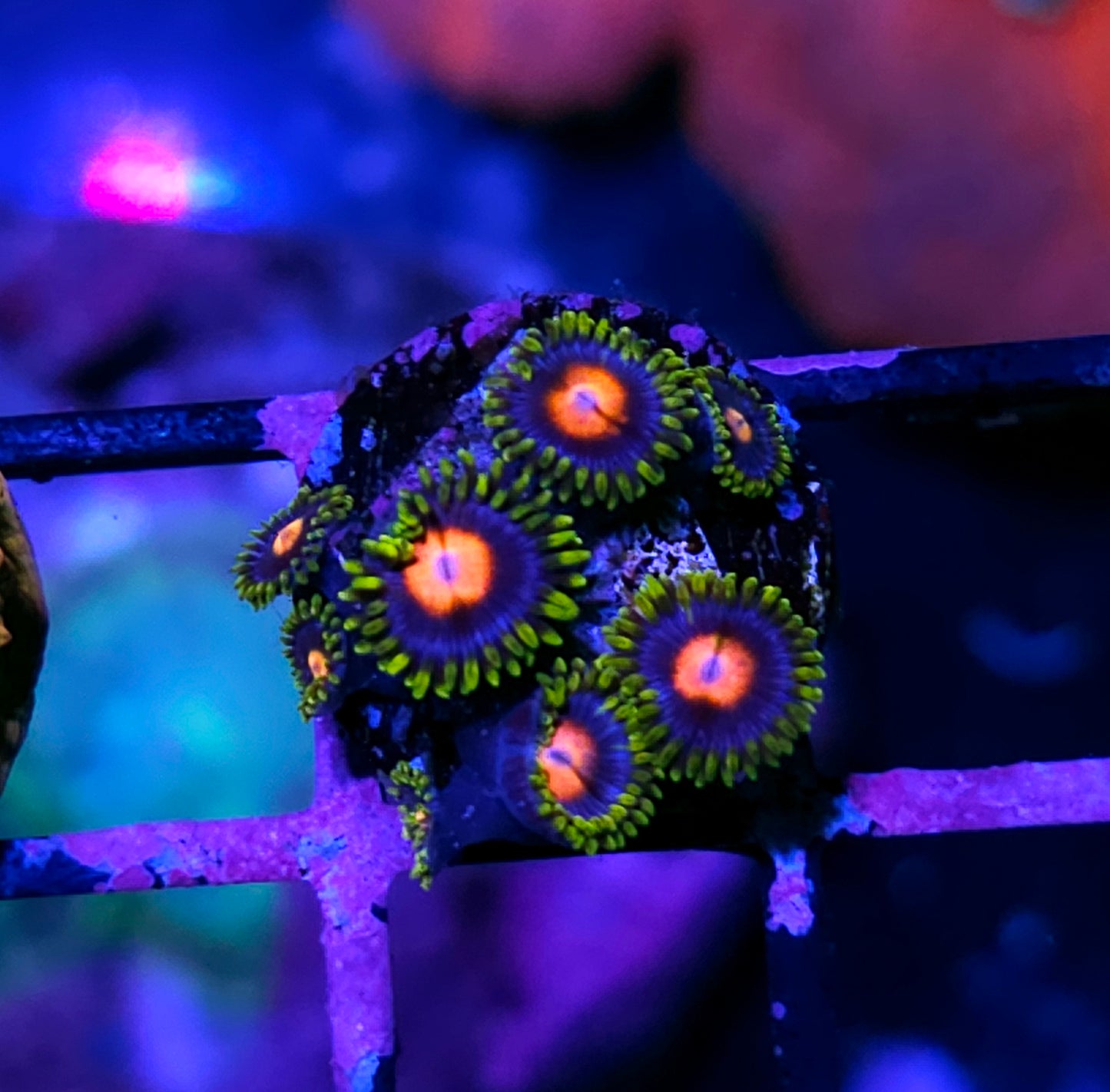 JF Blowpop Zoas