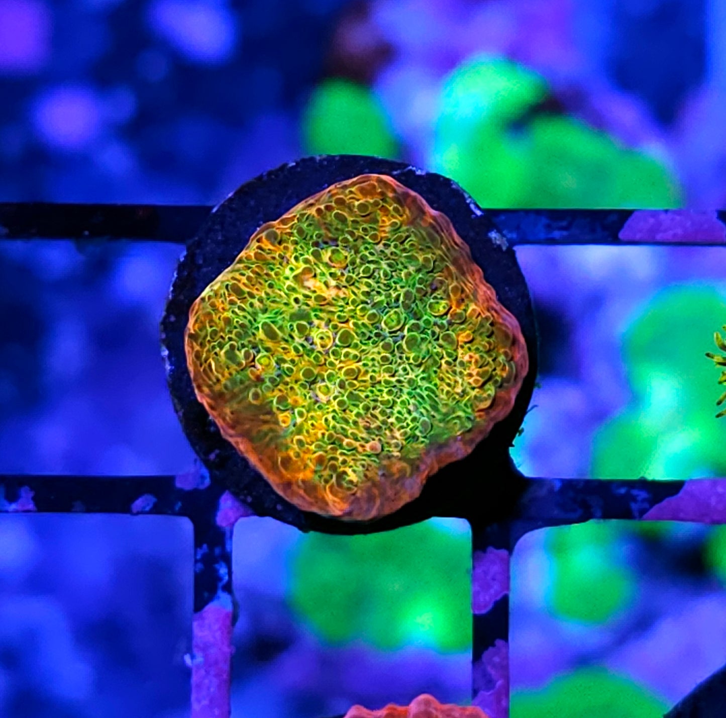 HF Ludicrous Chalice