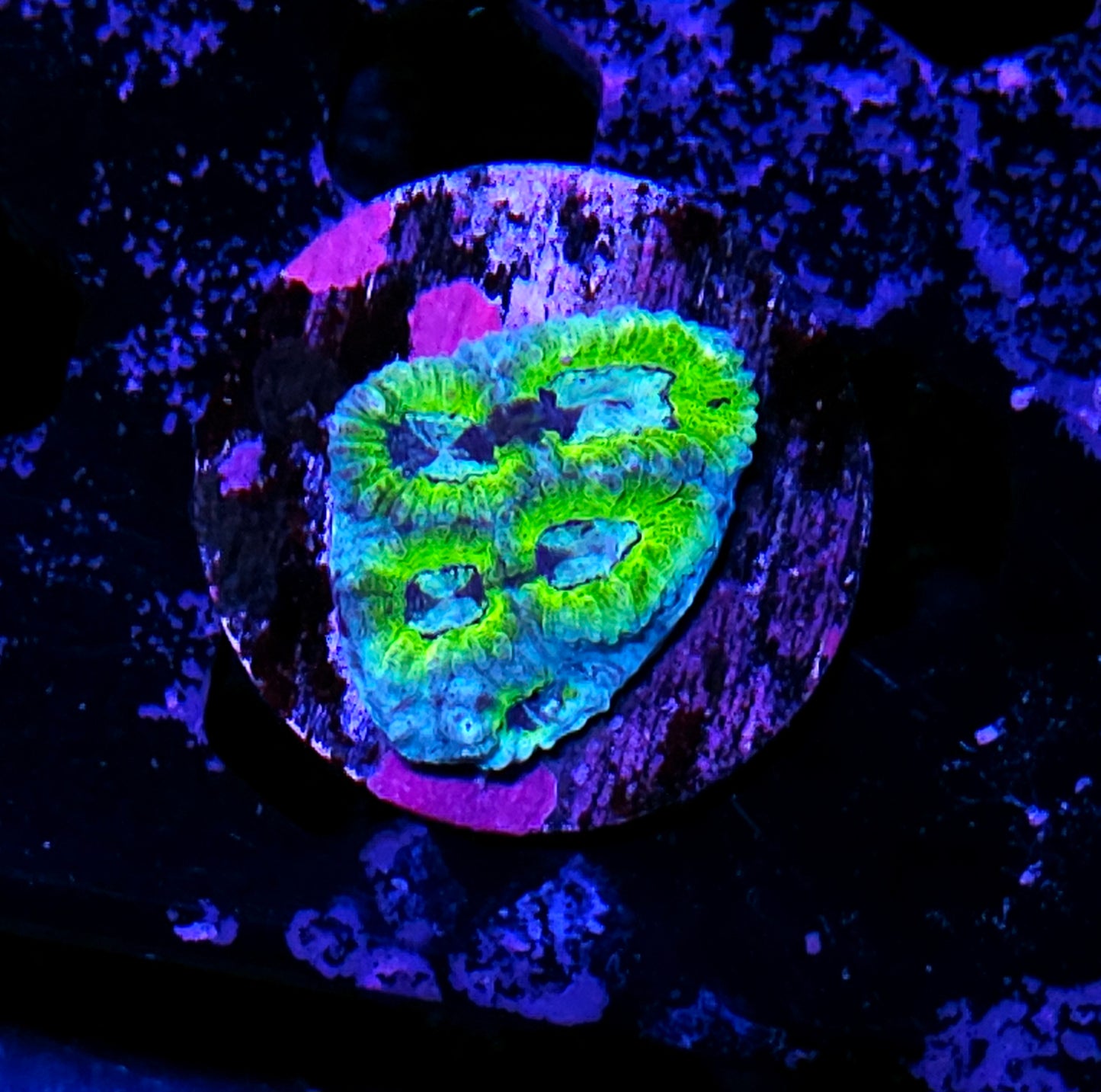 Iced Radiation Favia