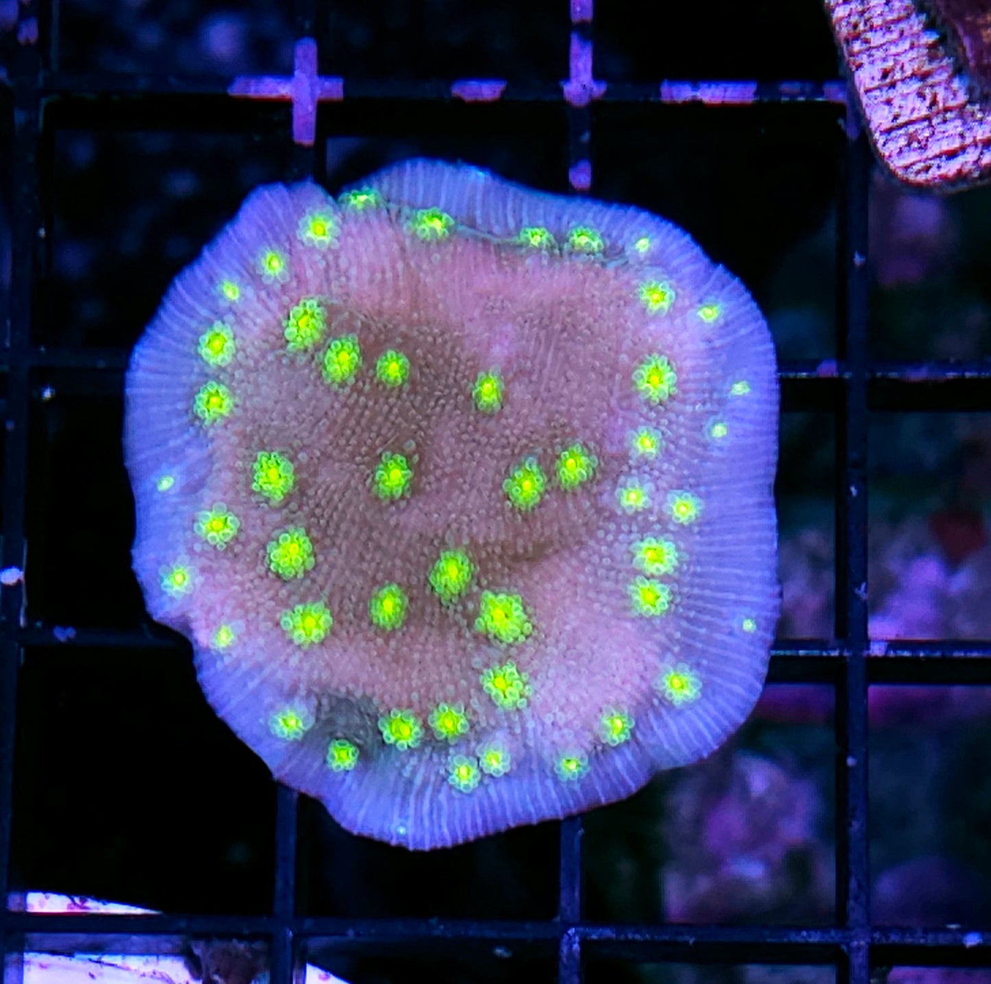 Miami Stunner Chalice