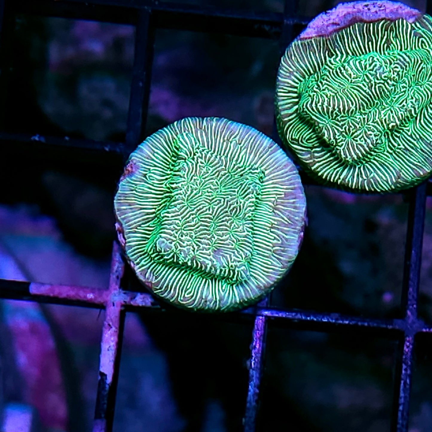 Plasma Green Leptosersis