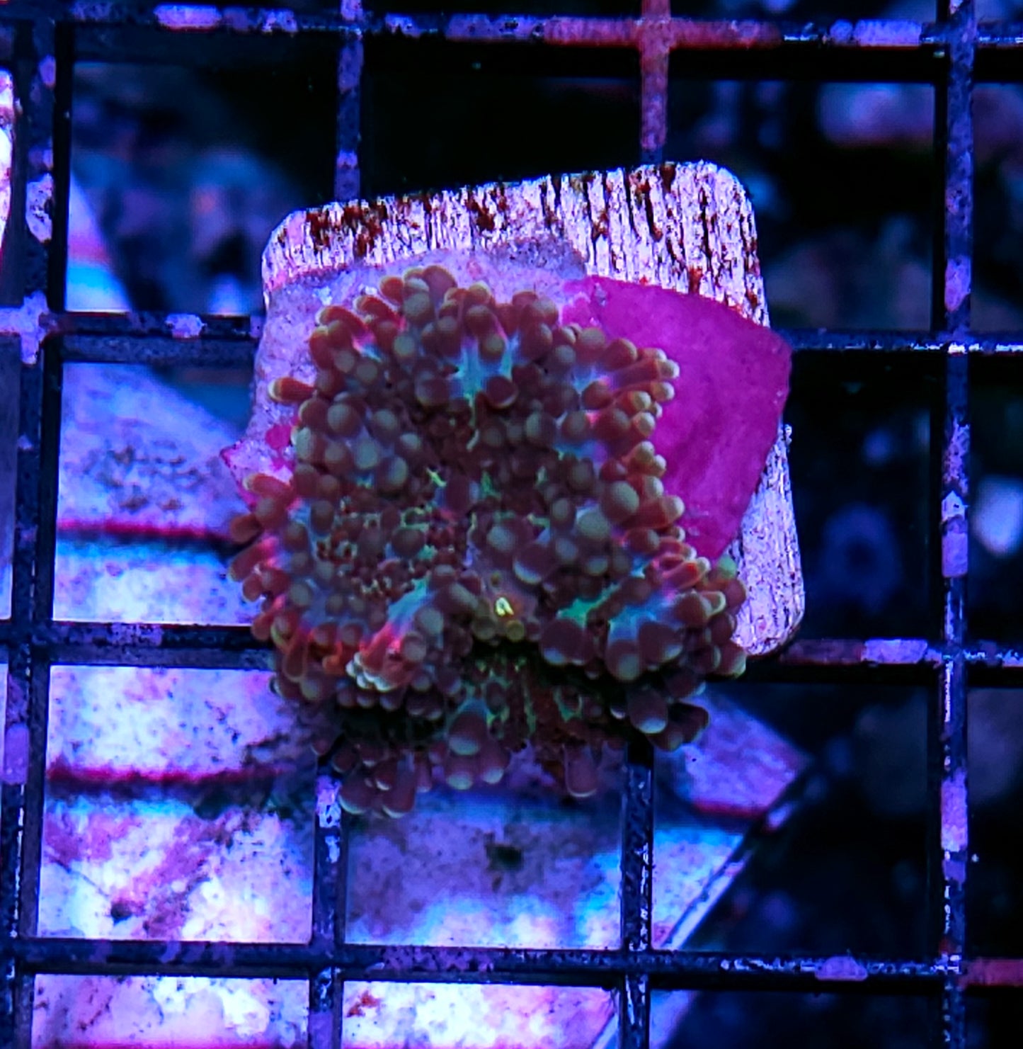 Pomegranate Punch Yuma