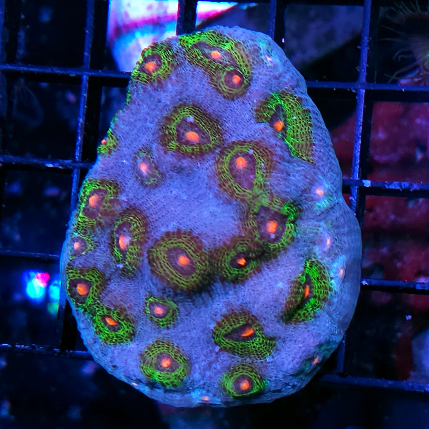 HF Avatar Chalice Colony