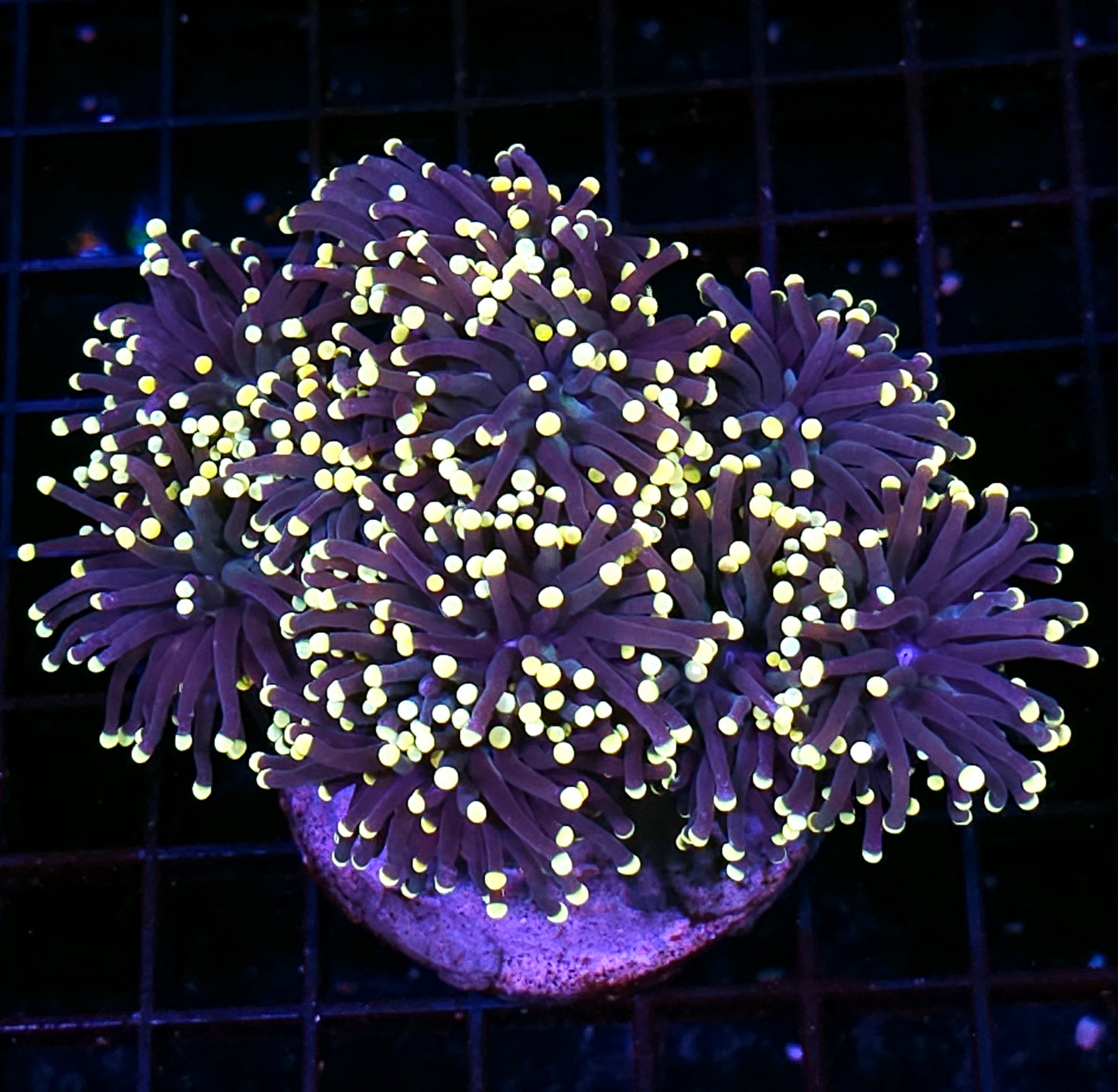 Approx 6 Head Cosmos Torch Colony