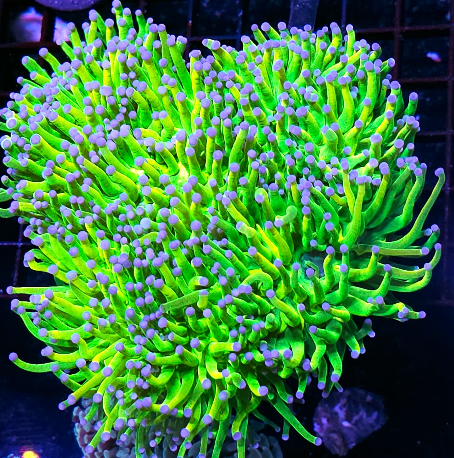 Approx 6 Head Bonanza Grail Torch Colony