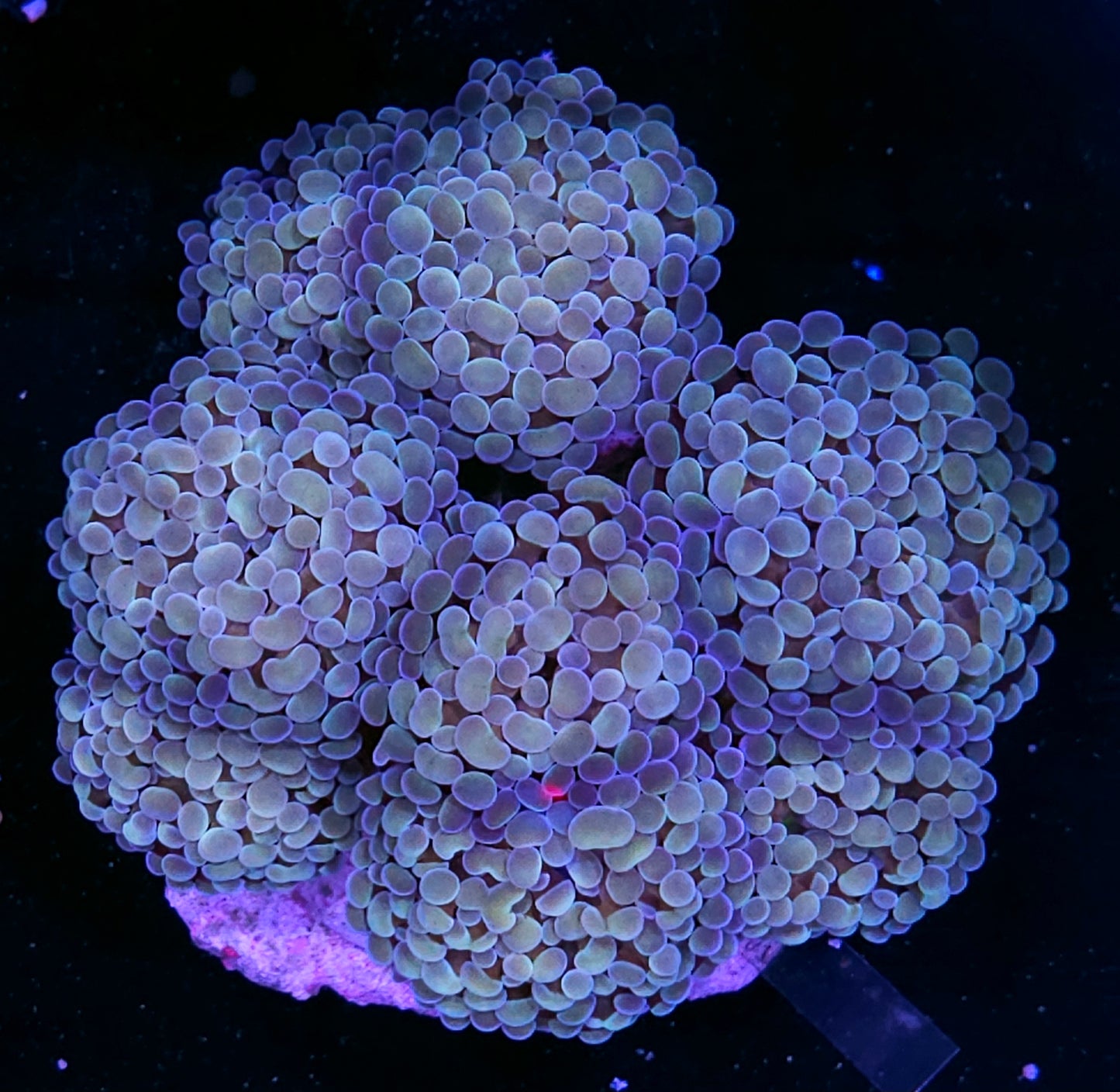 Approx 8 Head Hologram Branching Hammer Colony