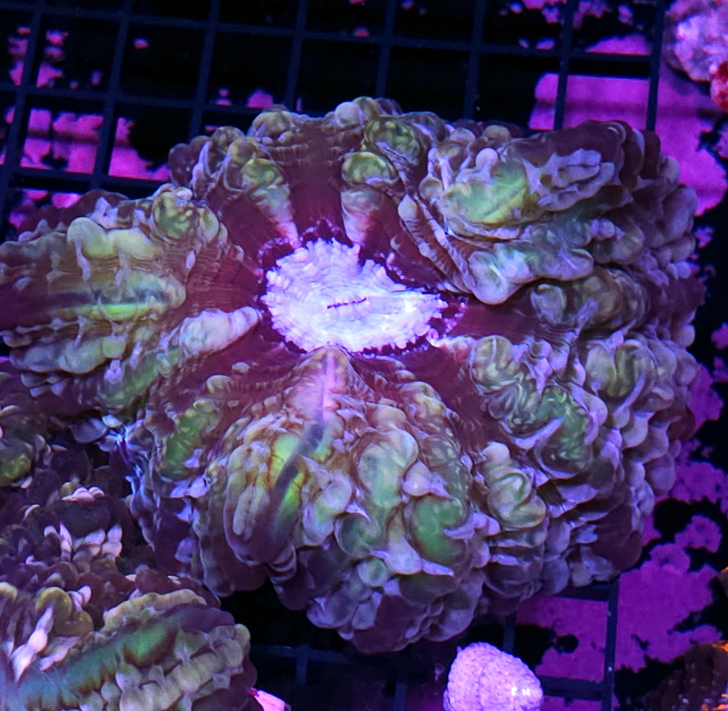 Insane Indophyllia