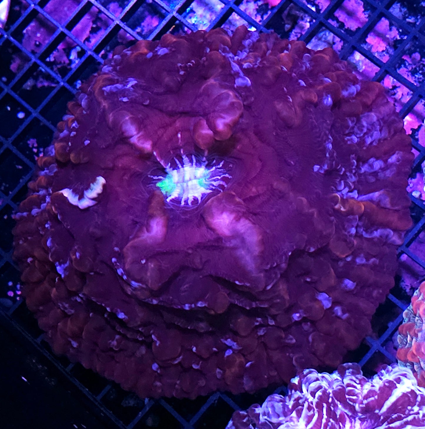 Insanity Indophyllia