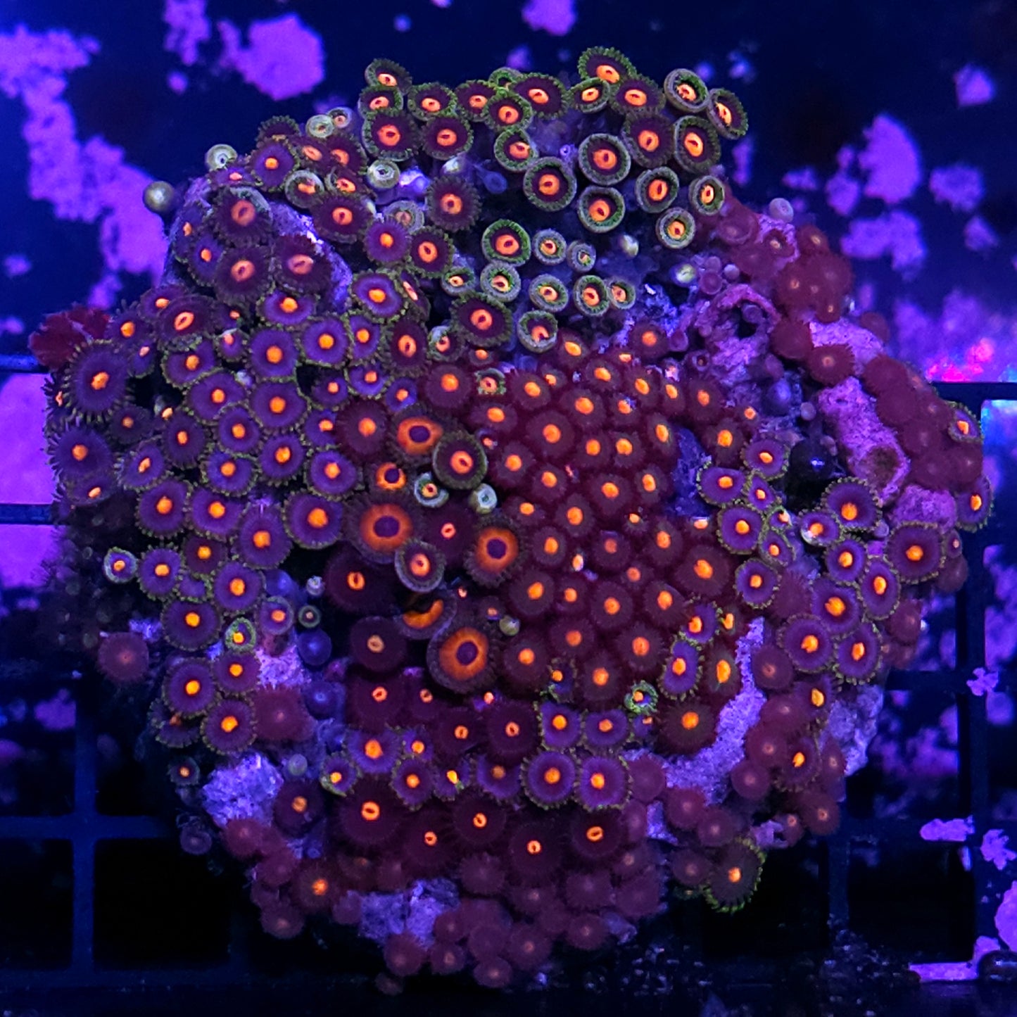 5" Funky Mix Zoa Colony