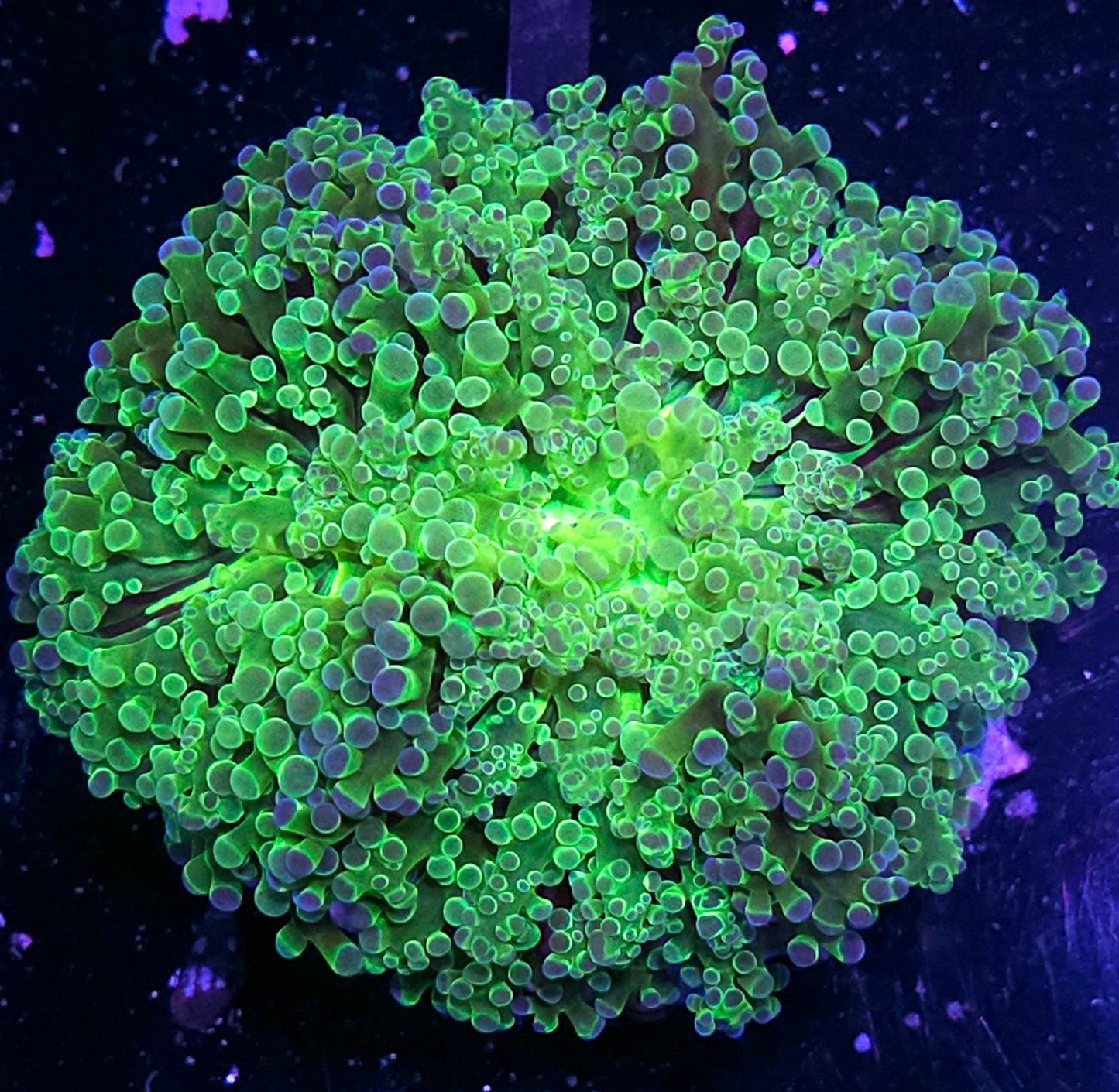 XL Unfreakingreal Wall Frogspawn