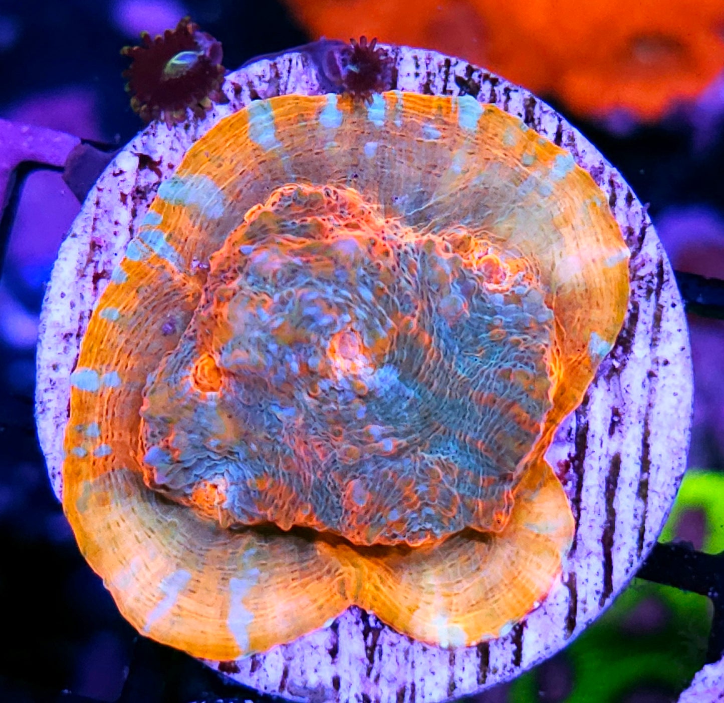 Chaos Corals Convict Rim Chalice