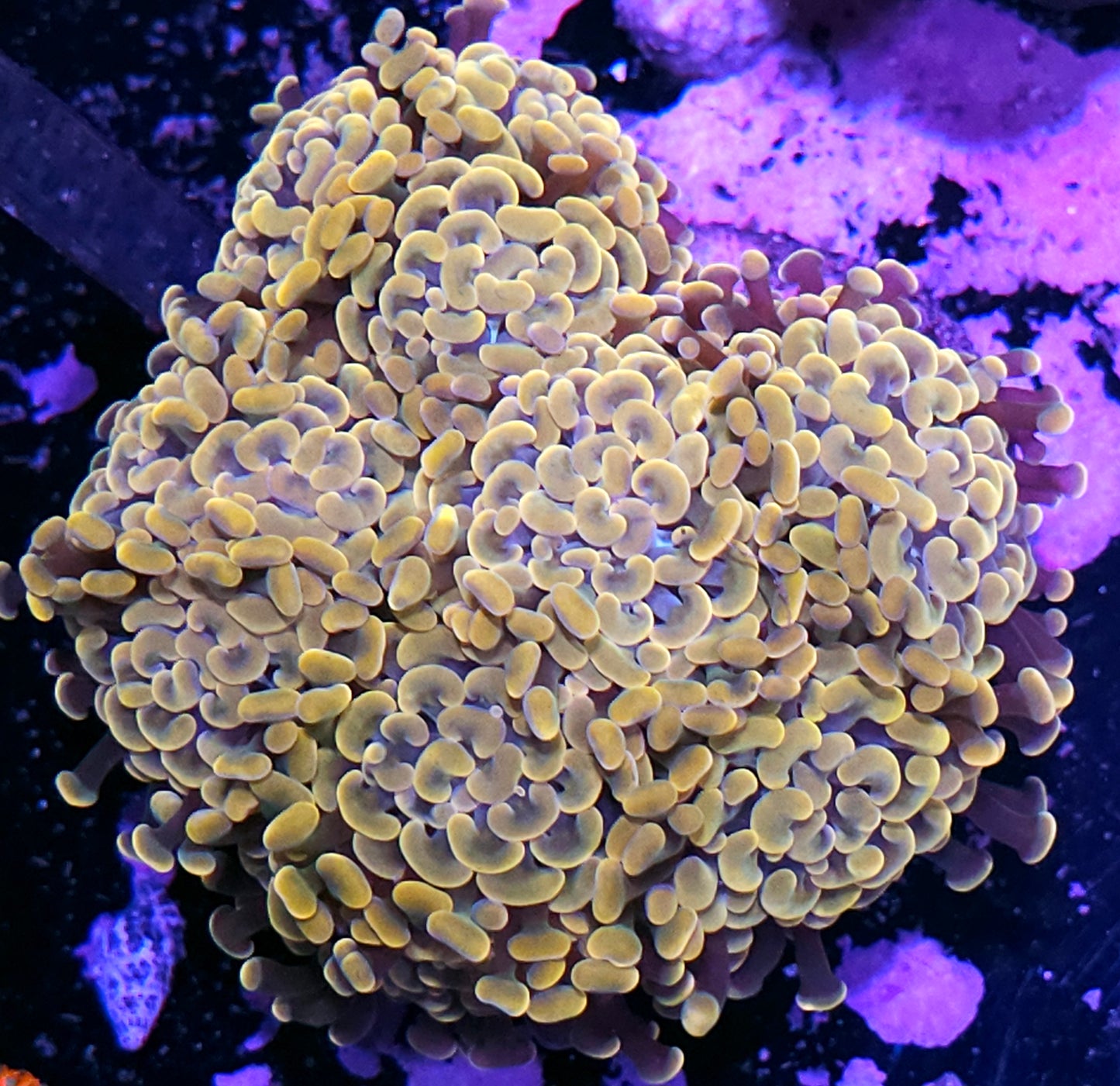 Approx 8-9 Head Golden Goose Branching Hammer Colony