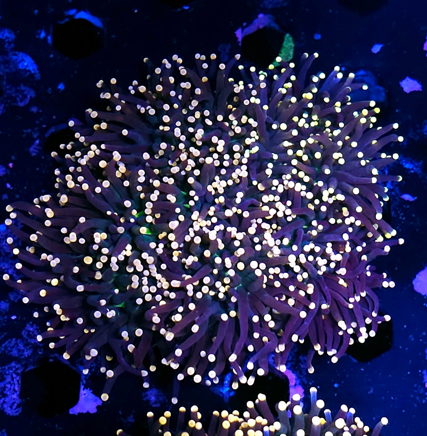 Approx 7-8 Head Insane Grafted Torch Colony