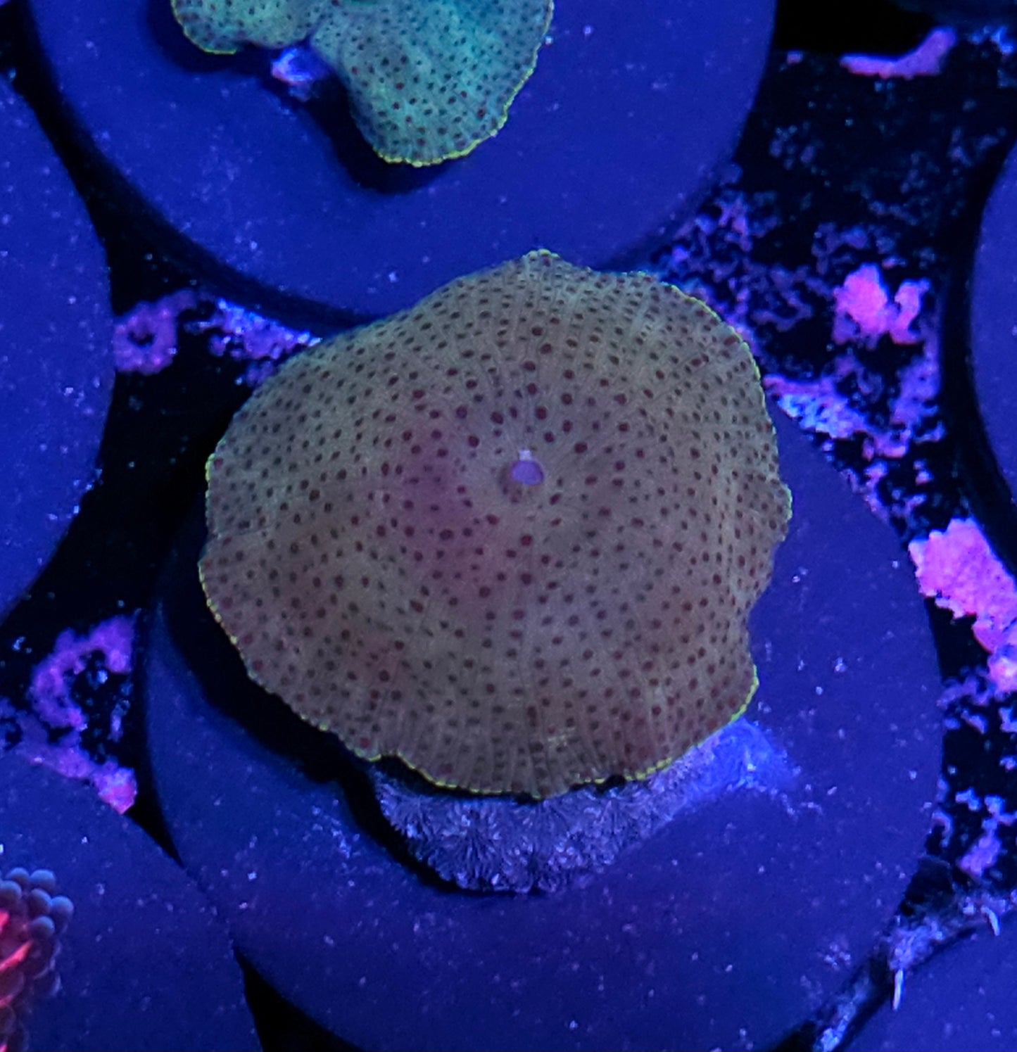 Funky Vietnamese Mushroom