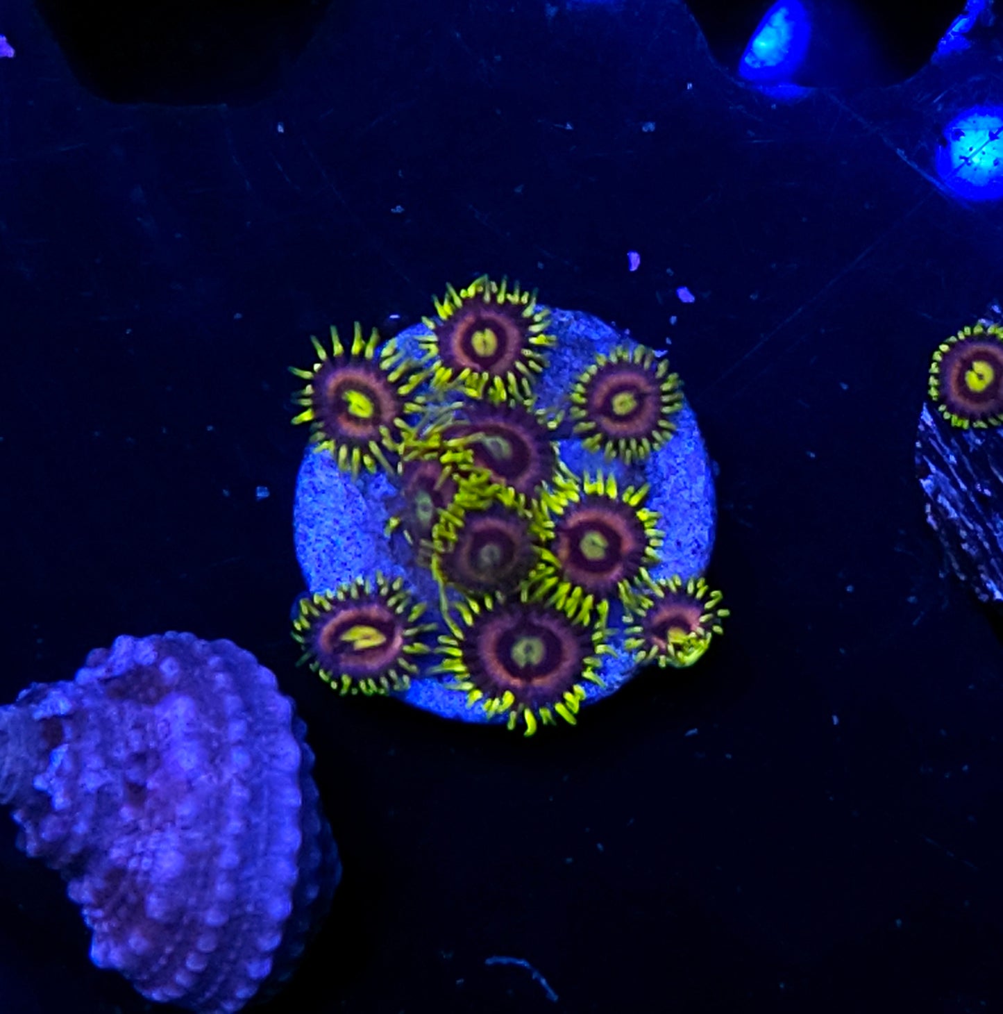 Mister Twister Zoas