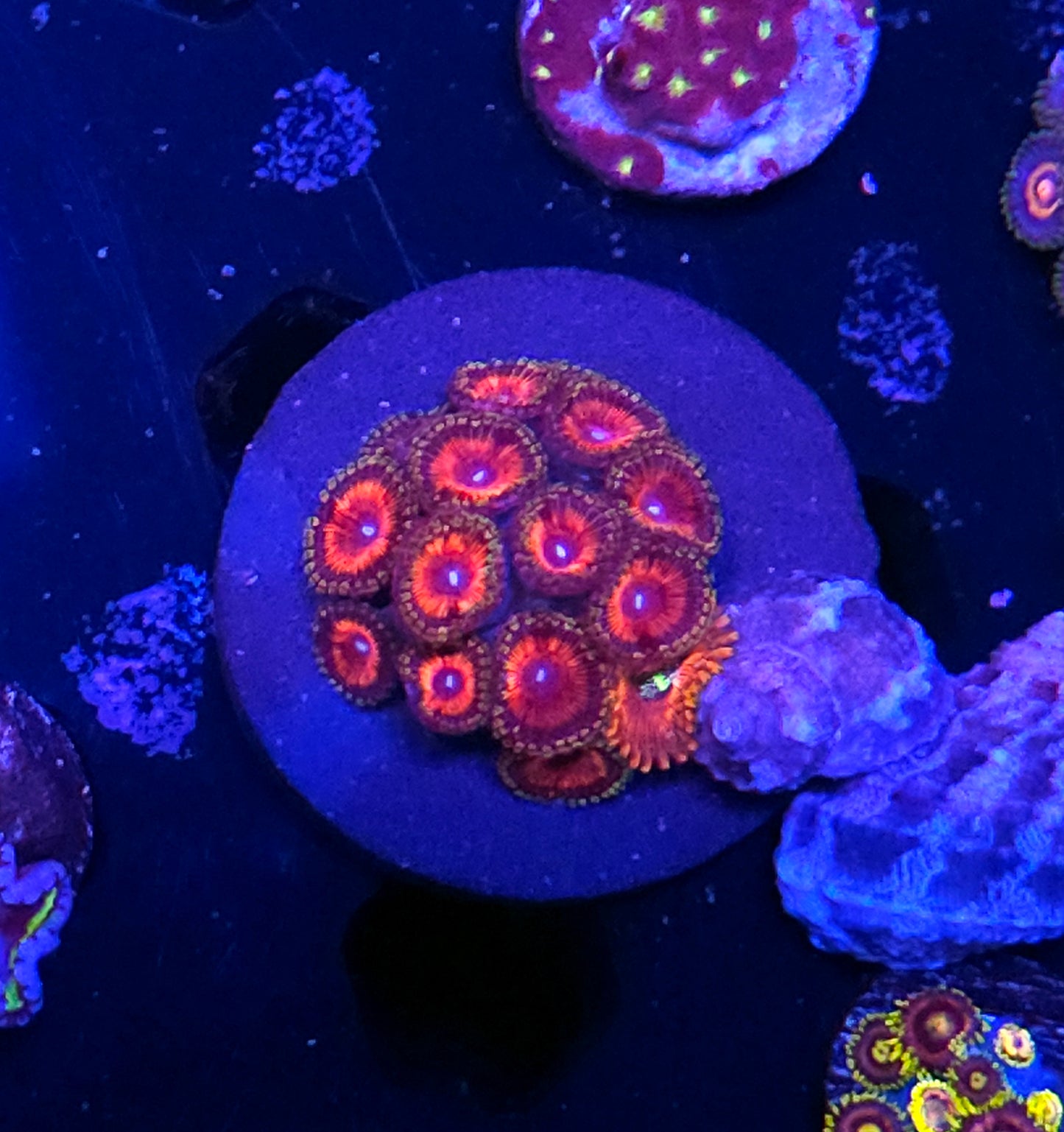 Pink Passion Zoas