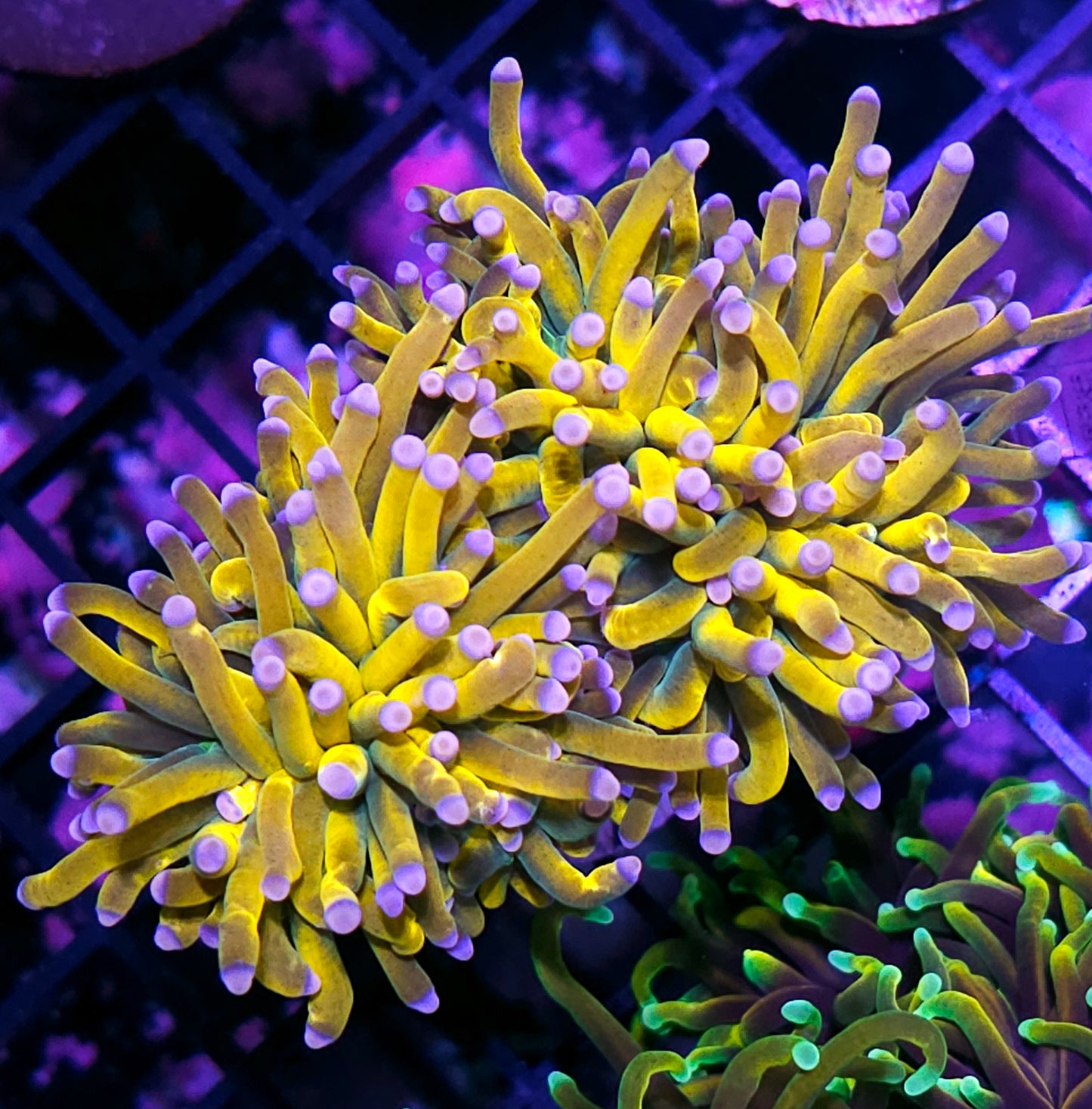 2 Head Gods Grail Torch 🔥😱🤯