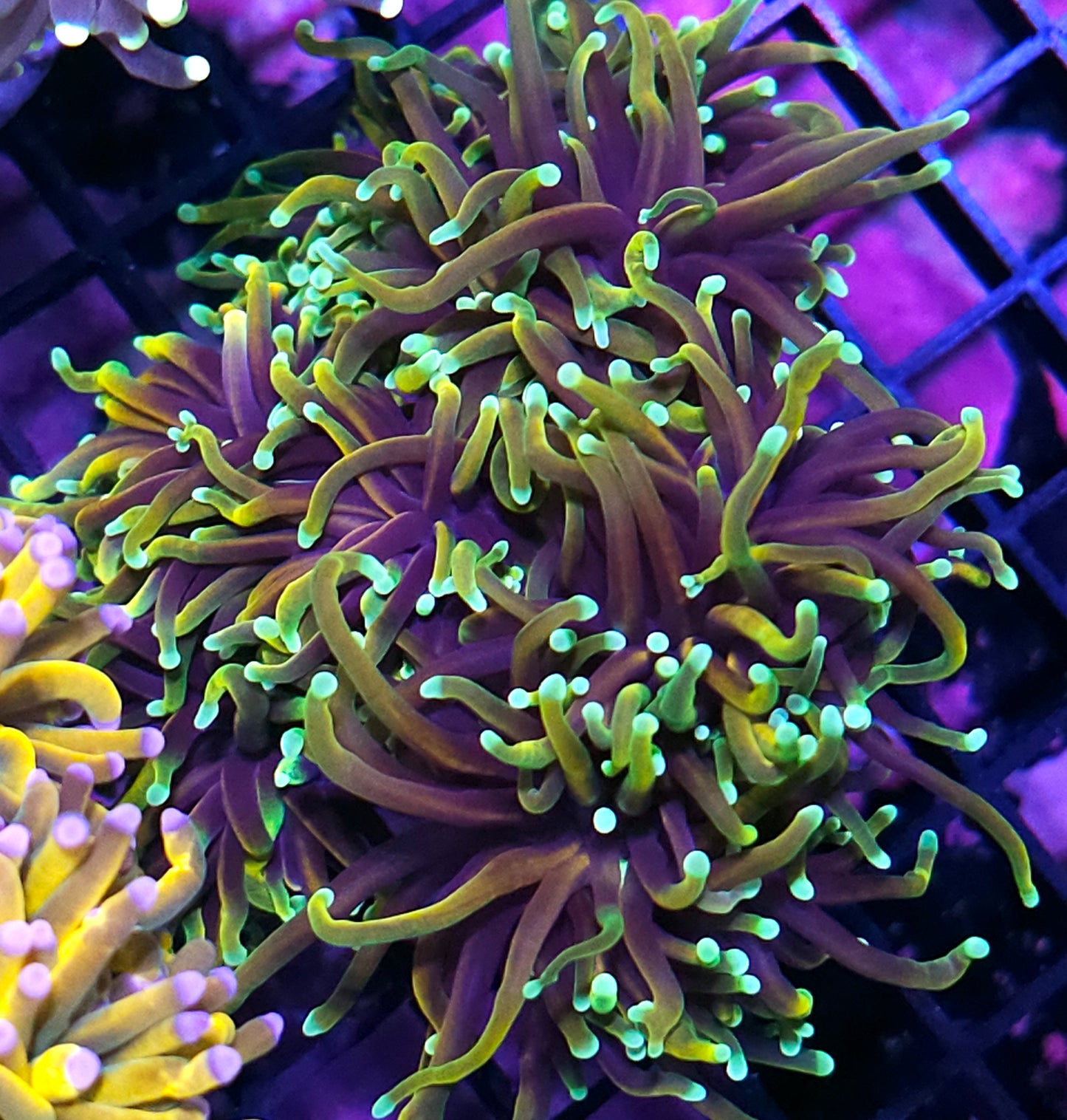 Approx 5-6 Head Dragon Soul Torch Colony