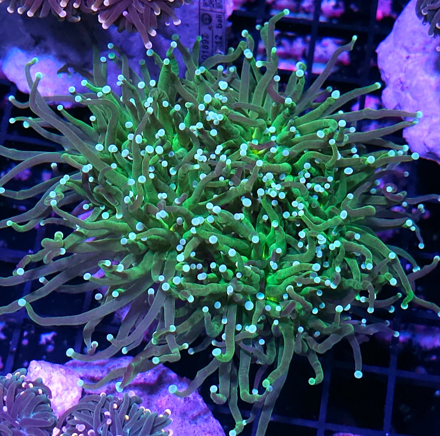Approx 6 Head Hulk Torch Colony