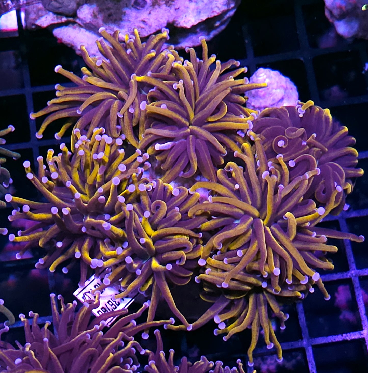 Approx 6 Head 24kt Torch Colony