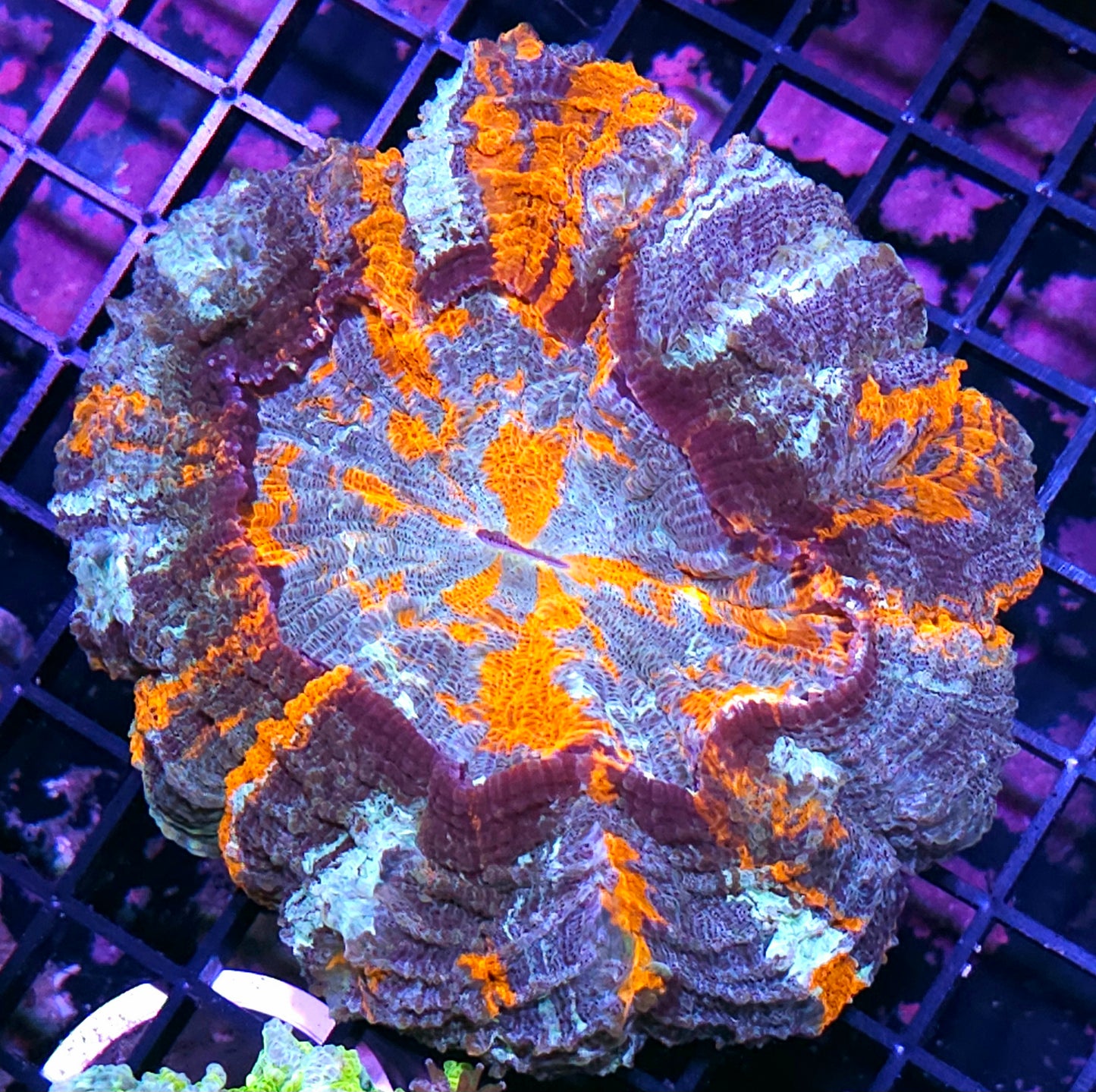 Wicked Bleeding Apple Acanthophyllia