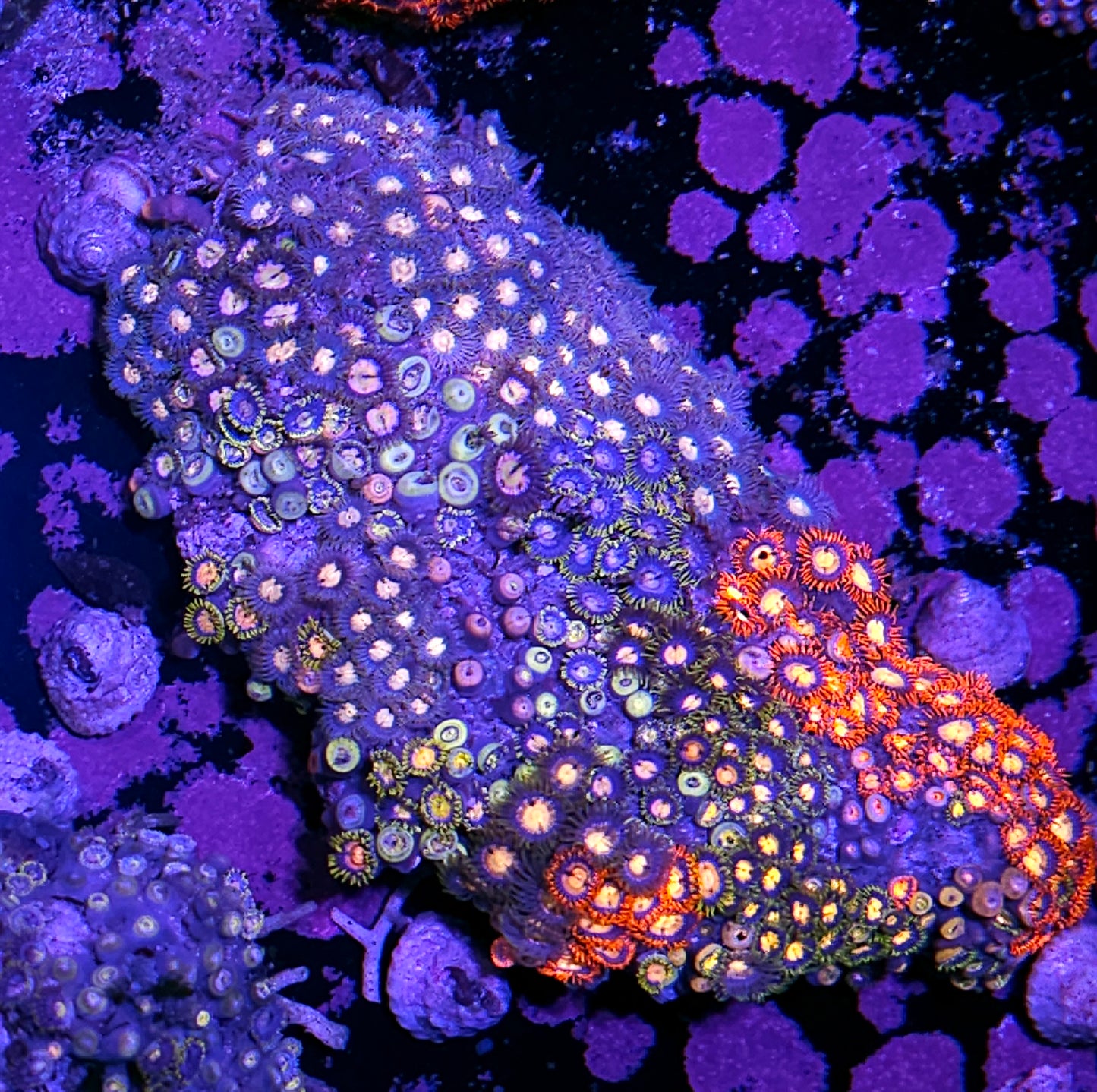 XXL Insane Mix Zoa Colony