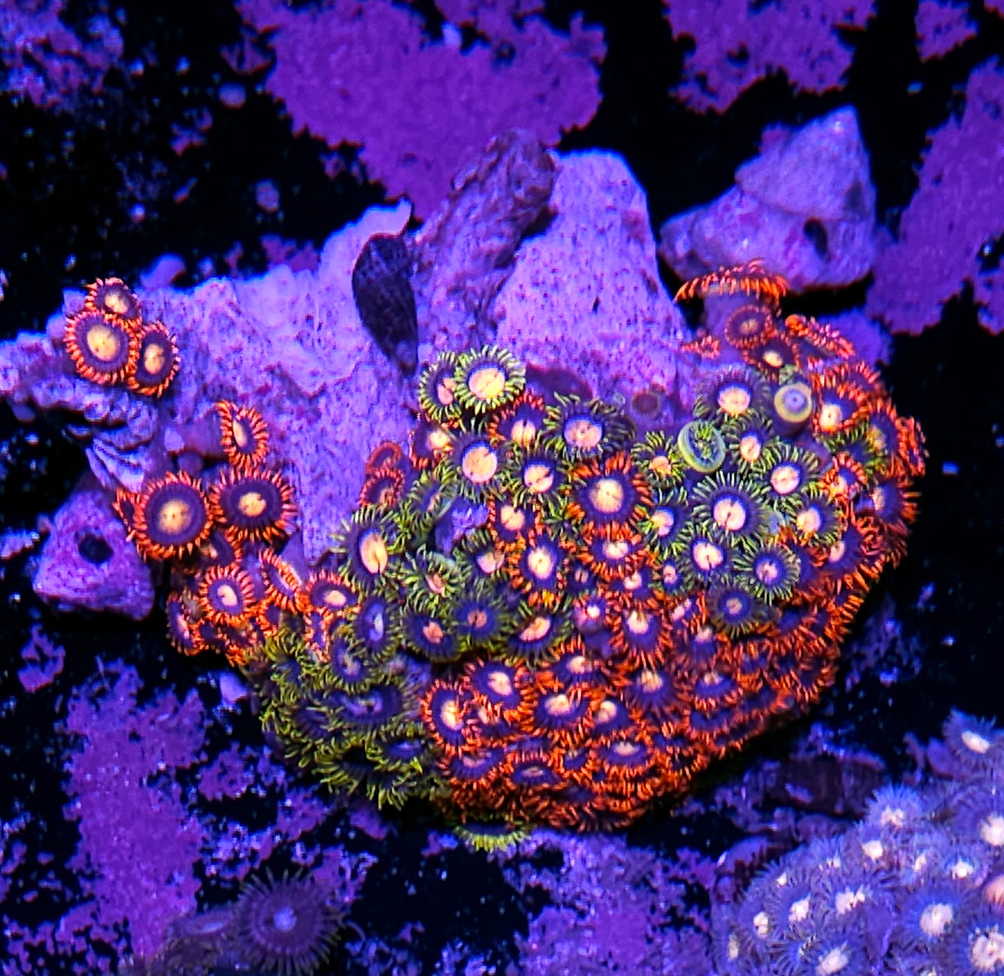 Epic Mix Zoa Colony
