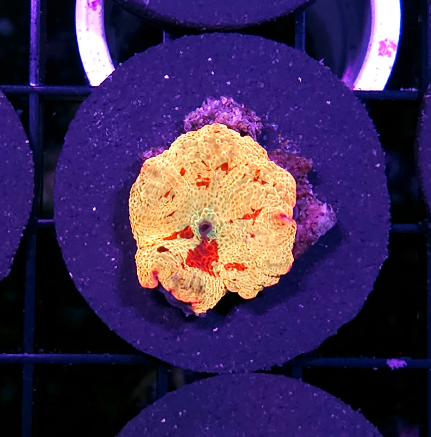 Poletti Color Jawbreaker Mushroom