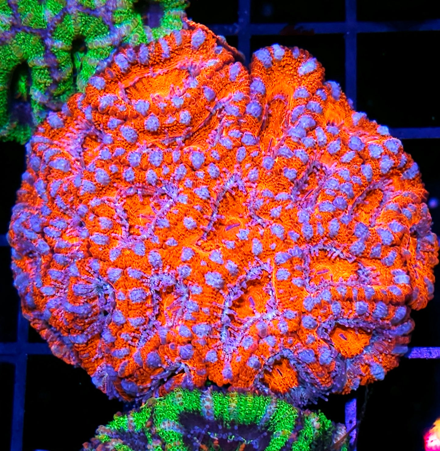 Radioactive Red Acan Colony