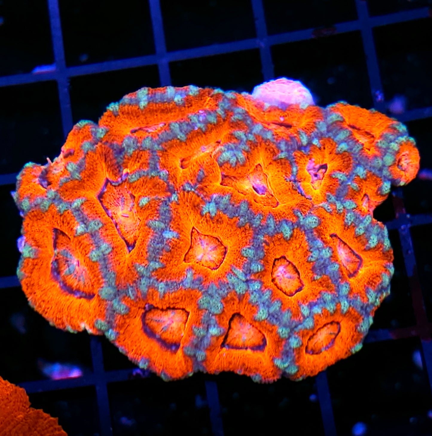 Citrus Punch Acan Colony