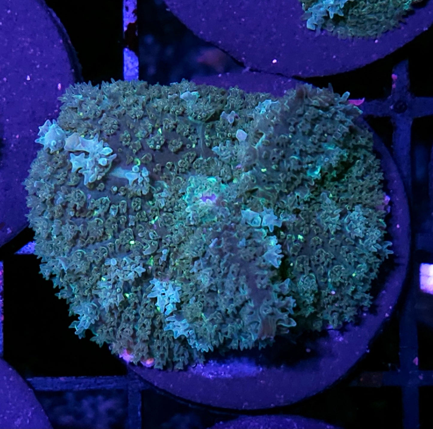 HF Swamp Thing Bounce Mushroom